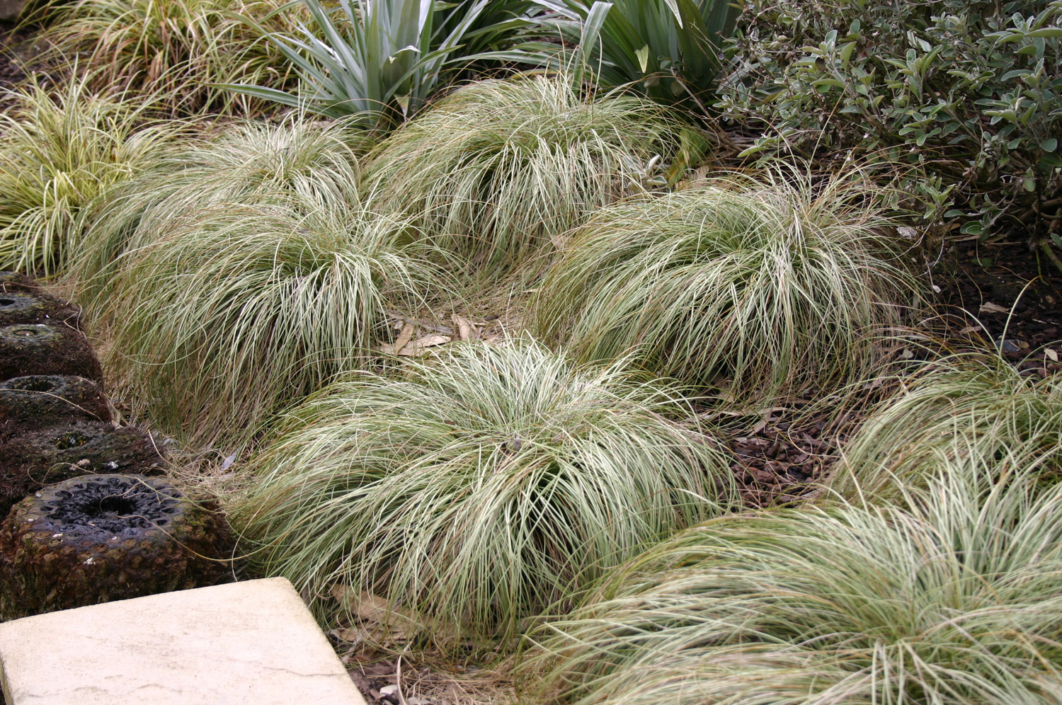 Grass Carex (Pendula) Frosted Curls Perennial Plant in a 3 Litre Pot - Provides shelter for insects and small mammals