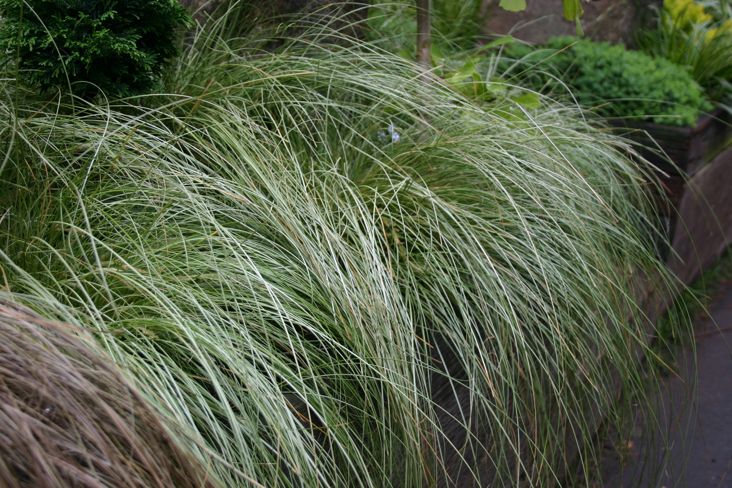 Grass Carex (Pendula) Frosted Curls Perennial Plant in a 3 Litre Pot - Provides shelter for insects and small mammals - Image 5