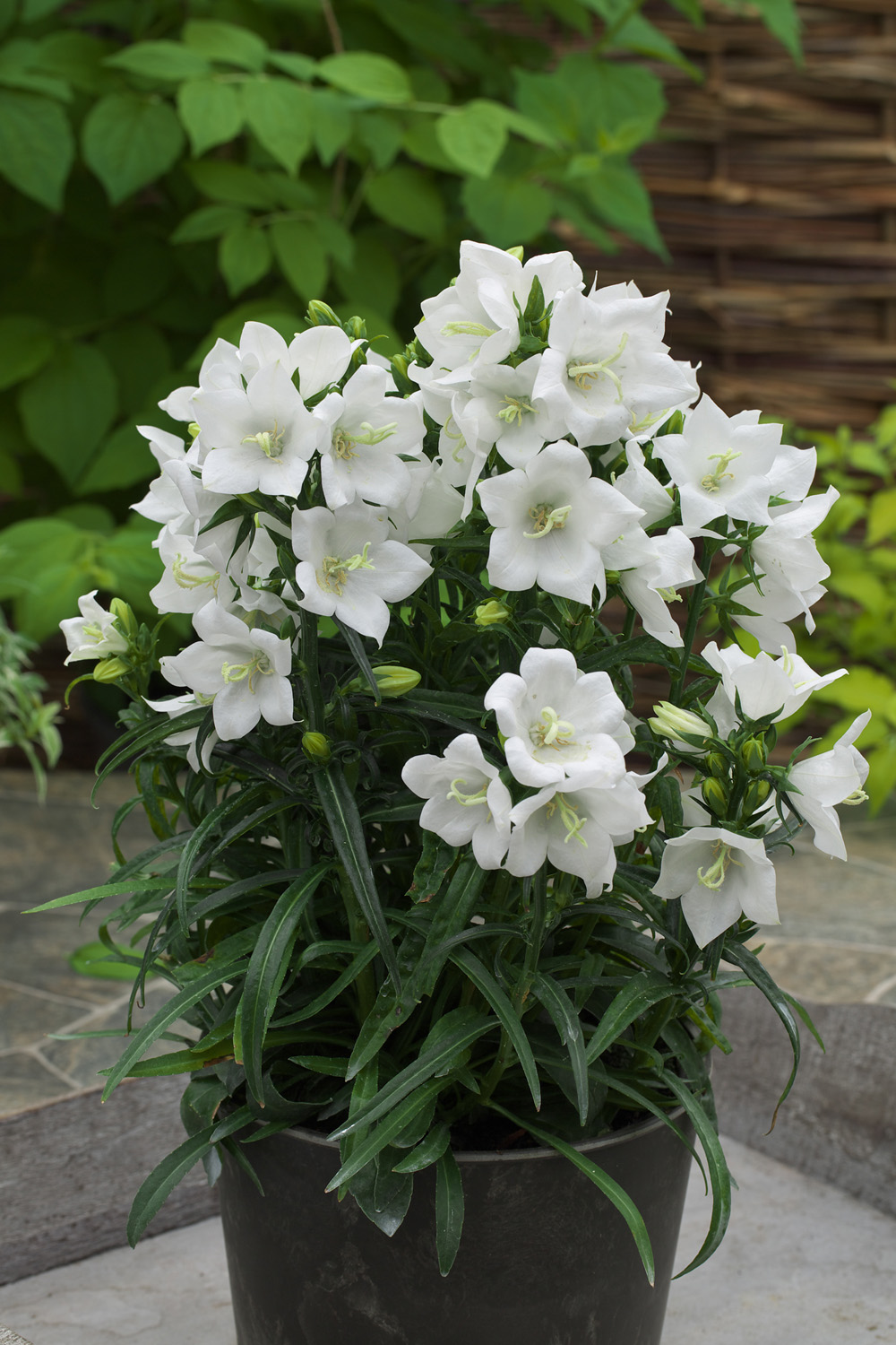 Grass -Stipa tenuissima - 'Pony Tails' - Perennial Plant - 3 Litre Pot - Image 29