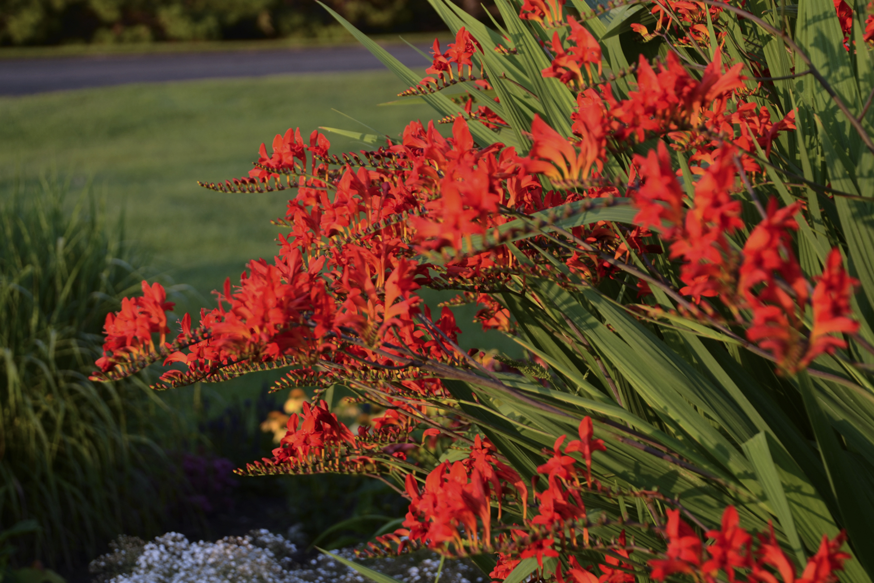 Crocosmia (x crocosmiiflora) Lucifer Perennial Plant in a 3 Litre Pot