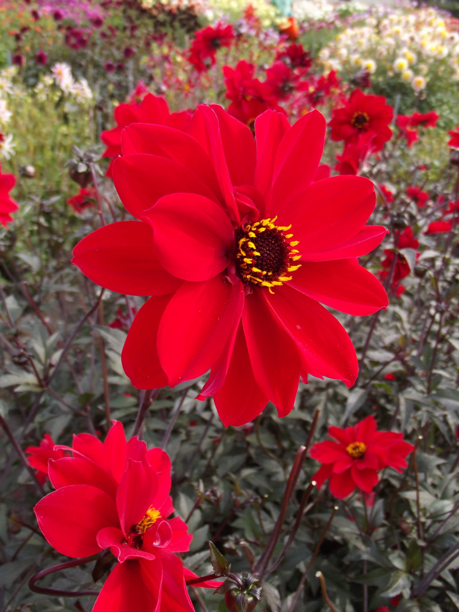 Crocosmia (x crocosmiiflora) Lucifer Perennial Plant in a 3 Litre Pot - Image 2