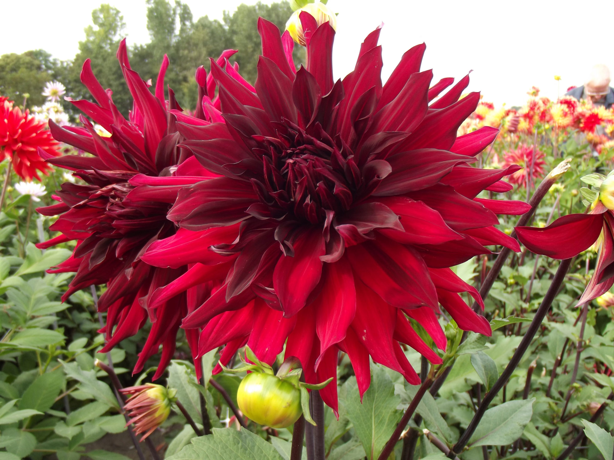 Crocosmia (x crocosmiiflora) Lucifer Perennial Plant in a 3 Litre Pot - Image 3