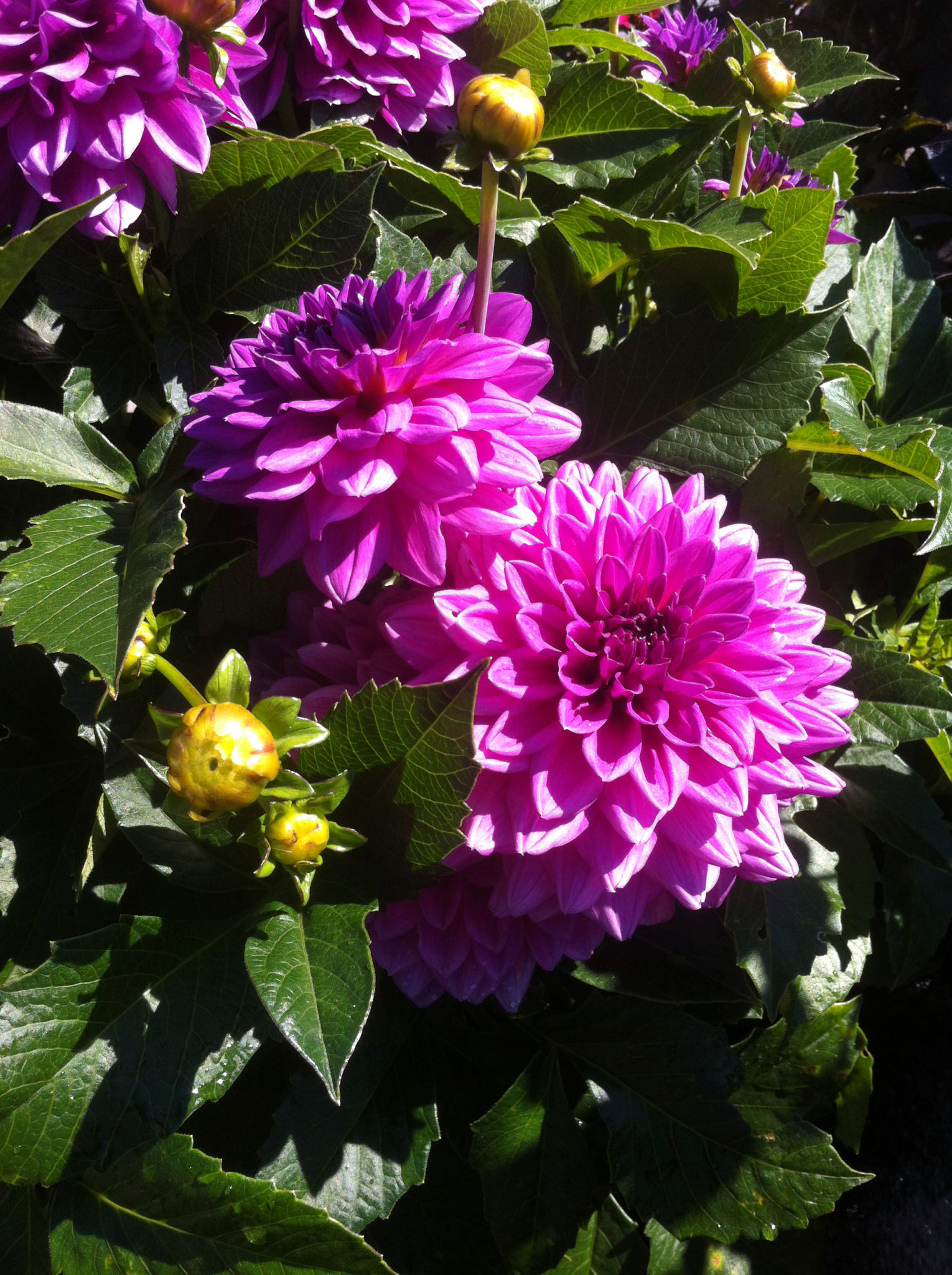 Crocosmia (x crocosmiiflora) Lucifer Perennial Plant in a 3 Litre Pot - Image 4