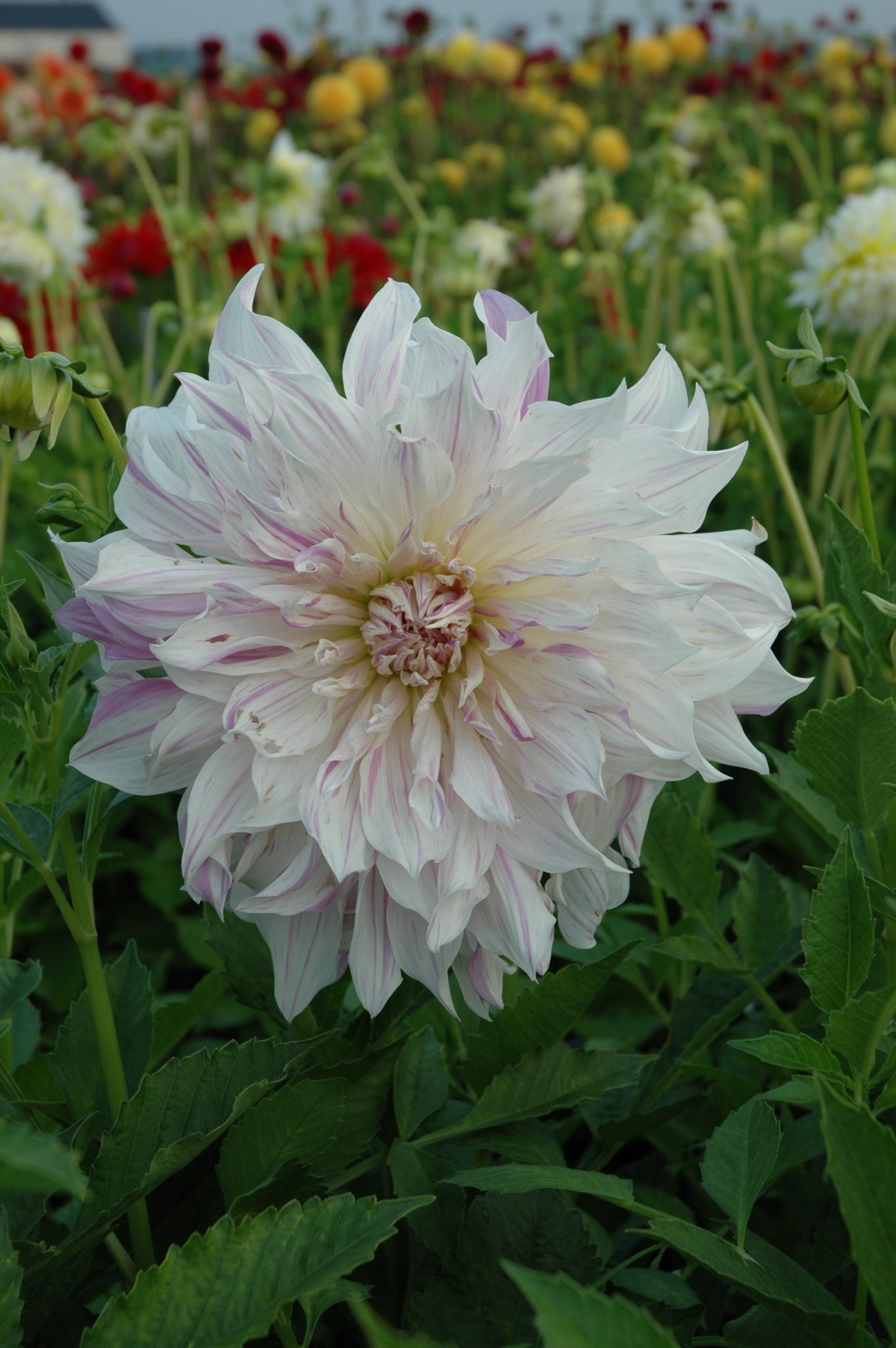 Crocosmia (x crocosmiiflora) Lucifer Perennial Plant in a 3 Litre Pot - Image 5