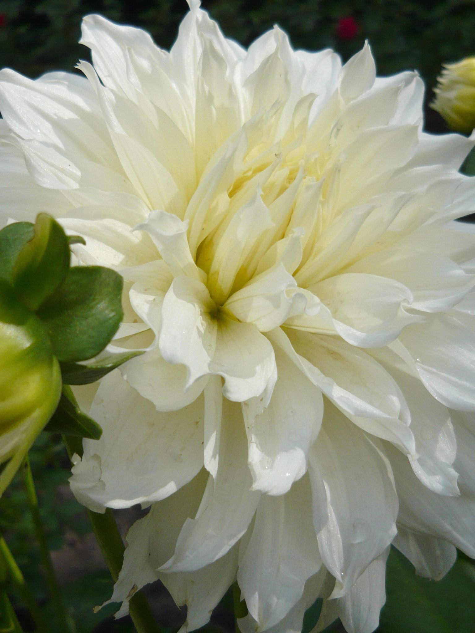 Crocosmia (x crocosmiiflora) Lucifer Perennial Plant in a 3 Litre Pot - Image 6