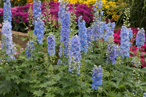 Delphinium 'Magic Fountain' Sky Blue with White Bee Perennial Plant in a 3 Litre Pot - Pollinator - Image 2