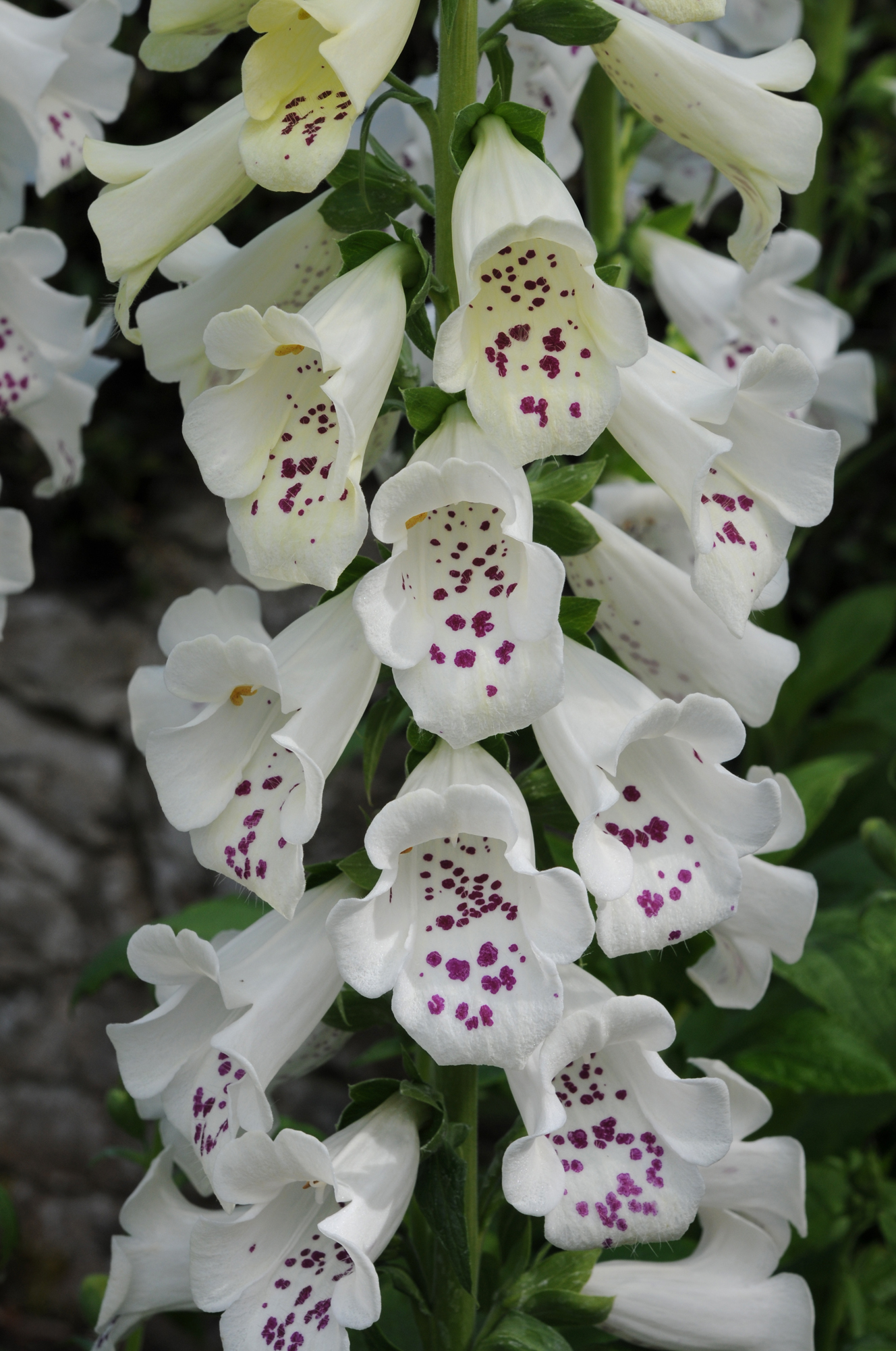 Digitalis (Foxglove) 'Dalmatian White'  3 Litre Pot - Pollinator