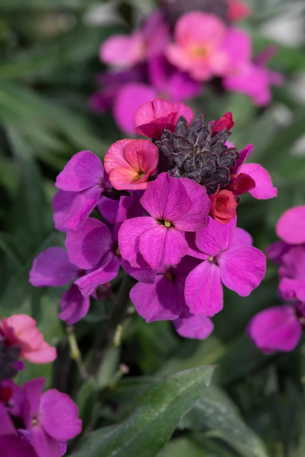 Erysimum (Wallflower) 'Bowles Mauve' - 3 Litre Pot - Attractive to Wildlife