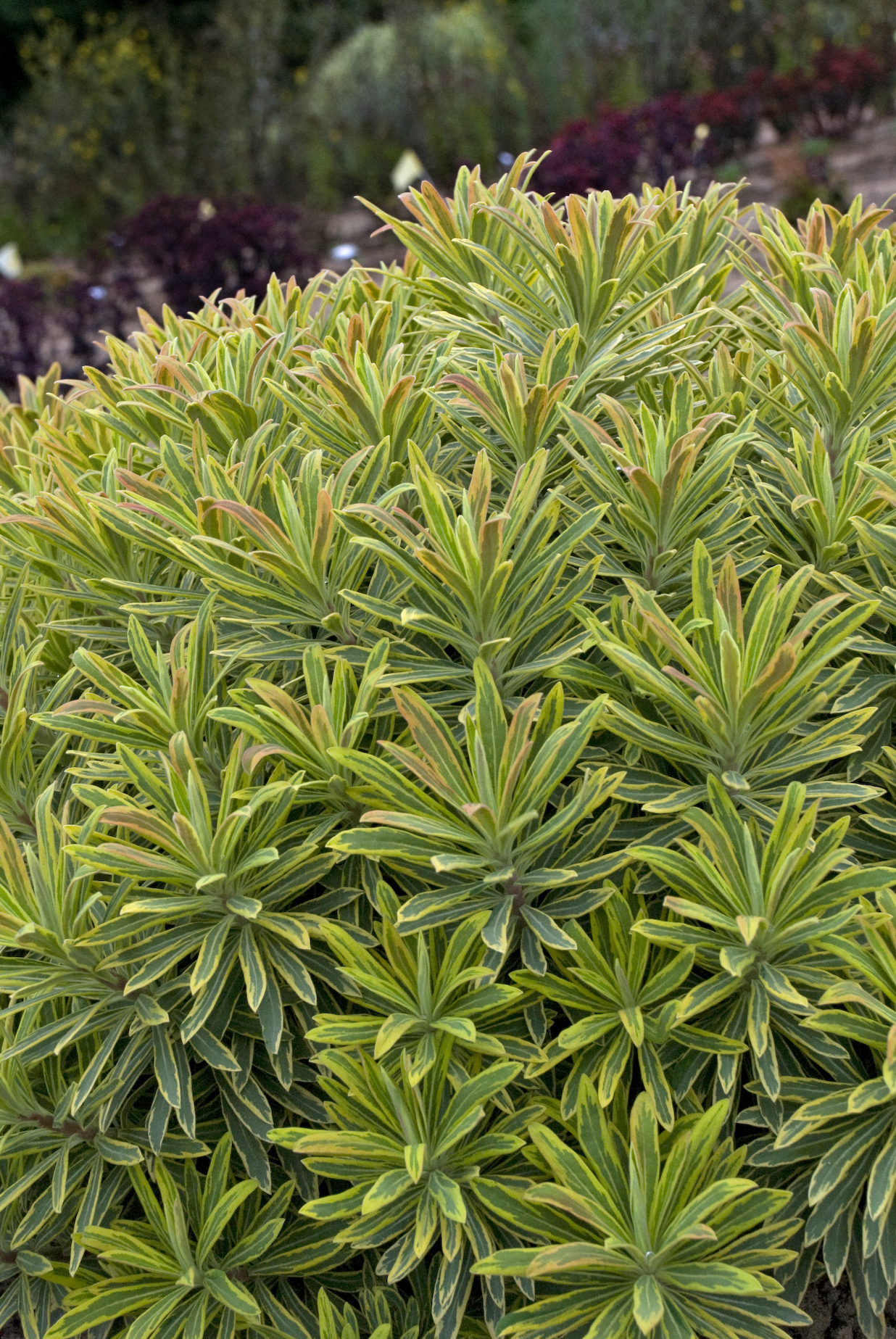 Euphorbia (Ascot Rainbow)- 3 Litre Pot - Colourful Foliage - Attractive to Wildlife