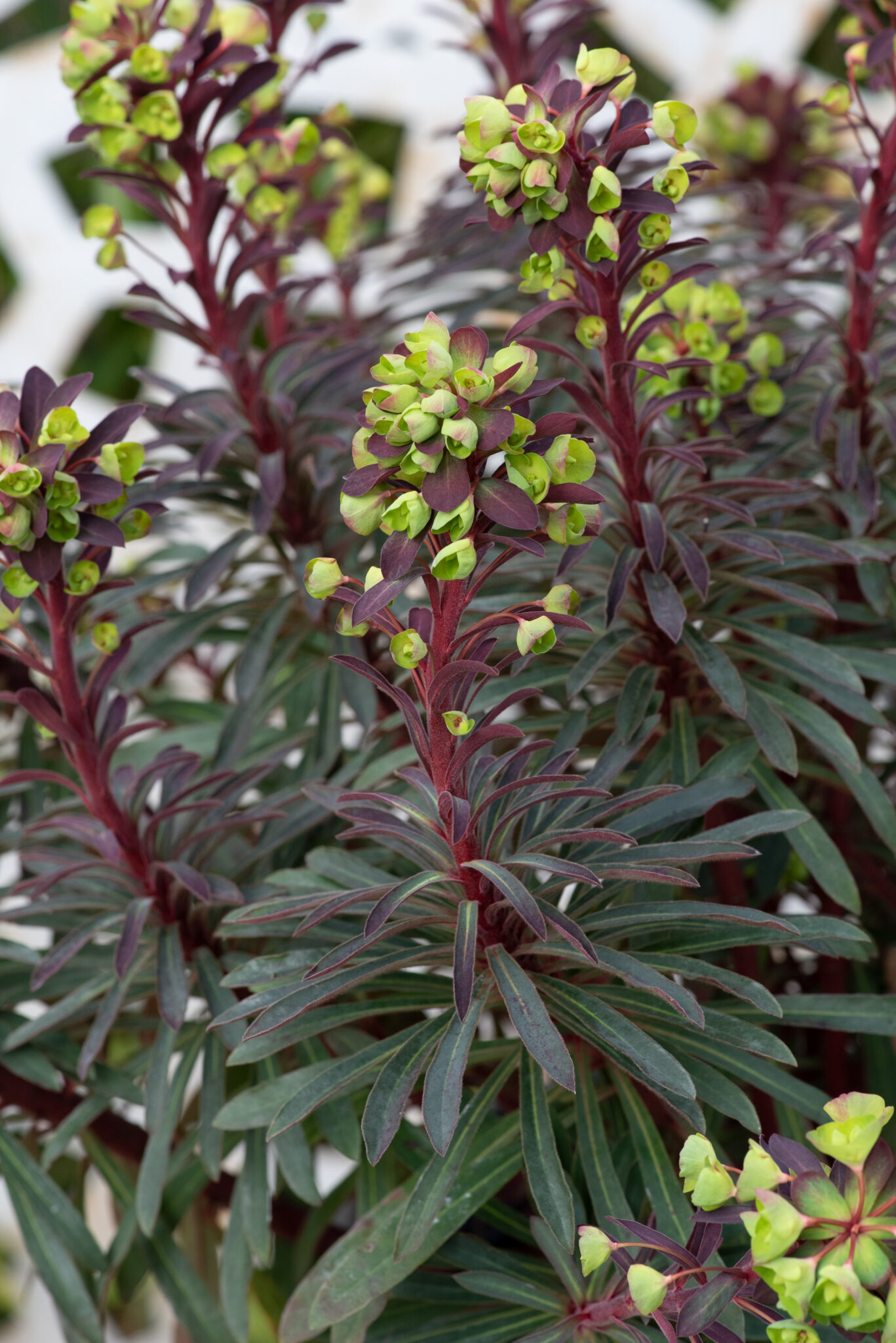 Euphorbia 'Miners Merlot'  3 Litre Pot - Colourful Foliage - Attractive to Wildlife
