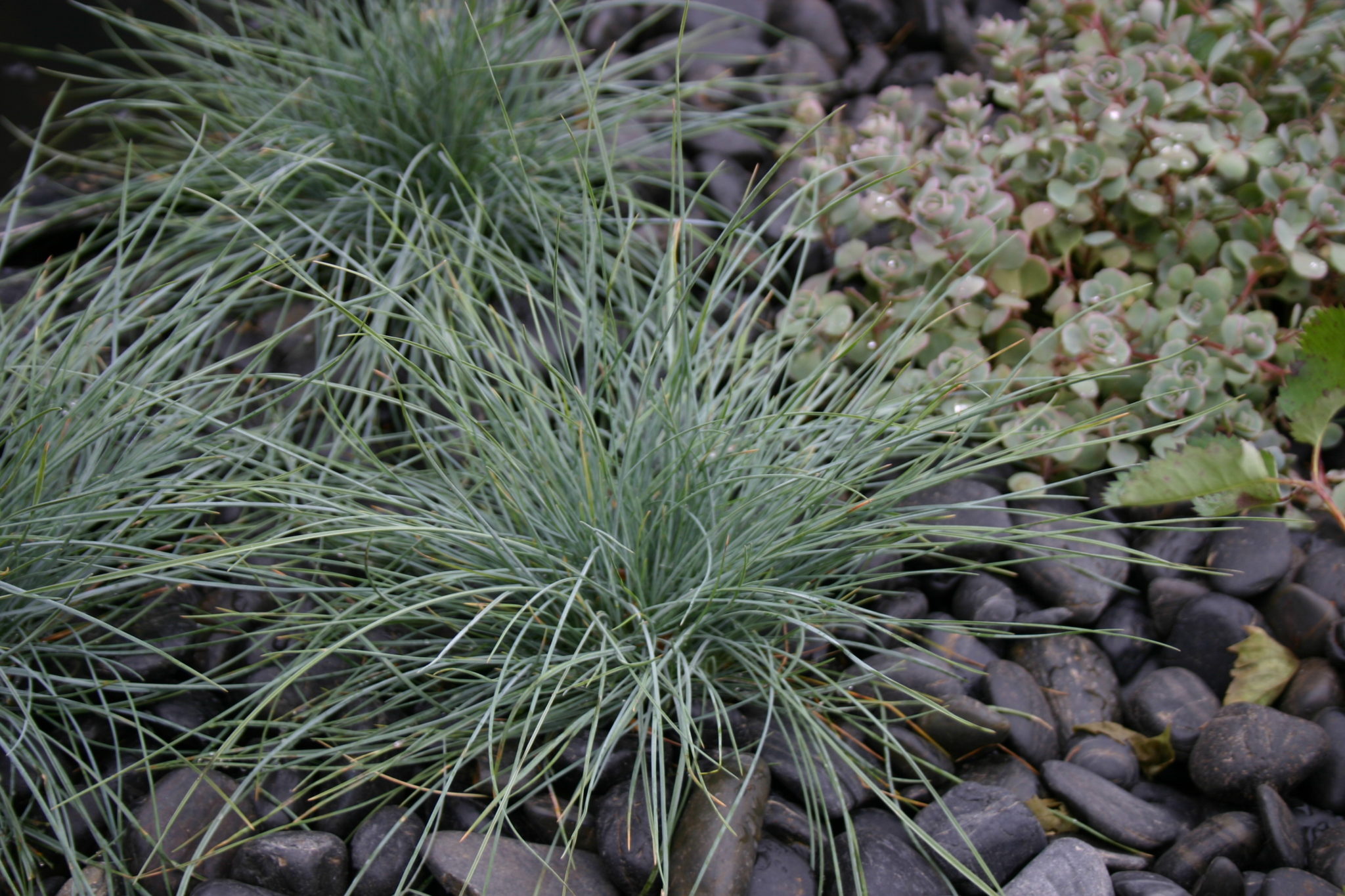 Grass Festuca Glauca Elijah Blue Perennial Plant in a 3 Litre Pot - Provides shelter for insects and small mammals - Image 2