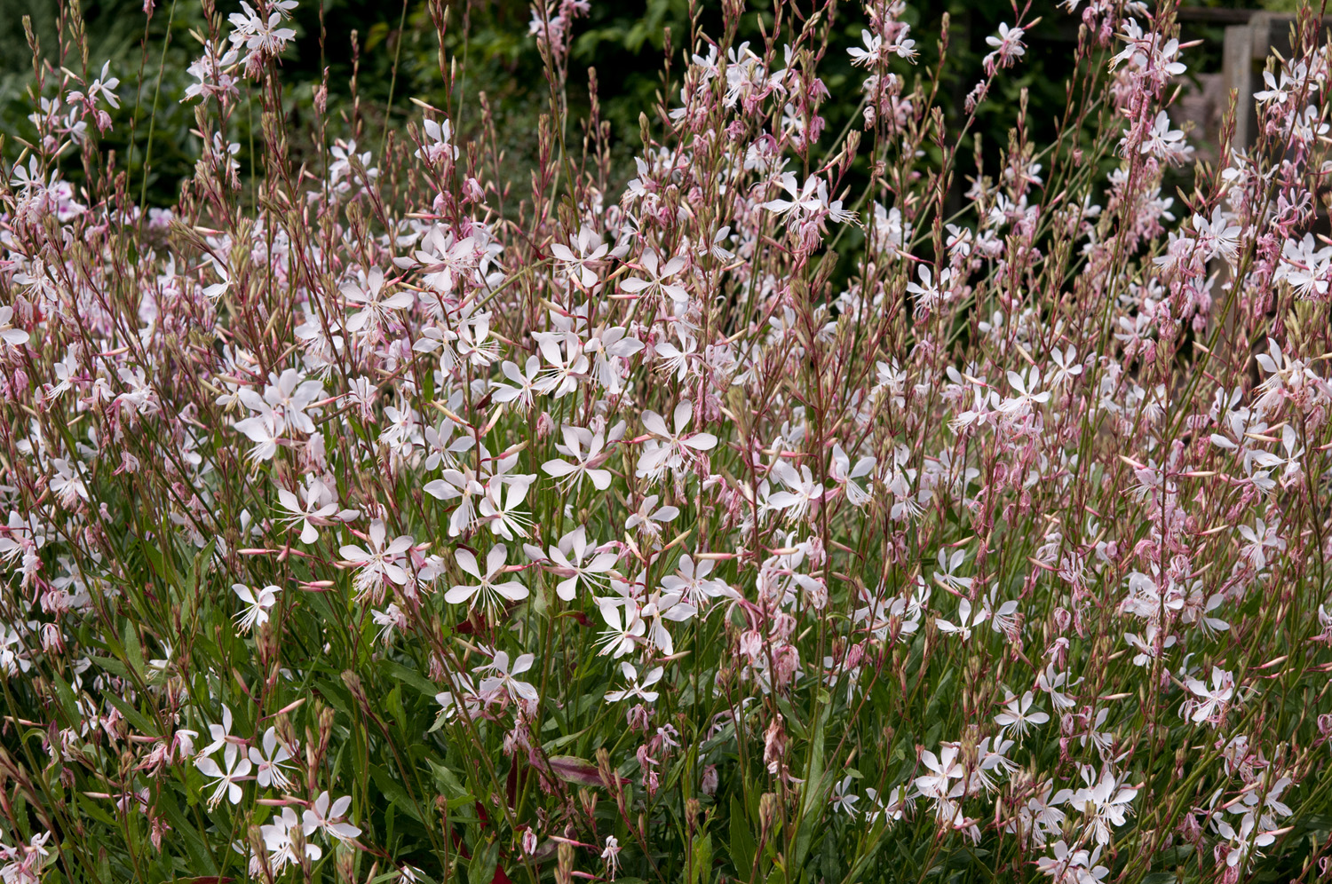 Grass -Stipa tenuissima - 'Pony Tails' - Perennial Plant - 3 Litre Pot - Image 41