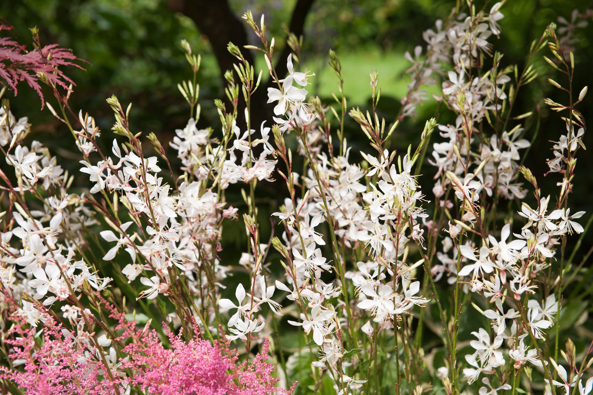 Gaura 'Elurra' 3 Litre Pot