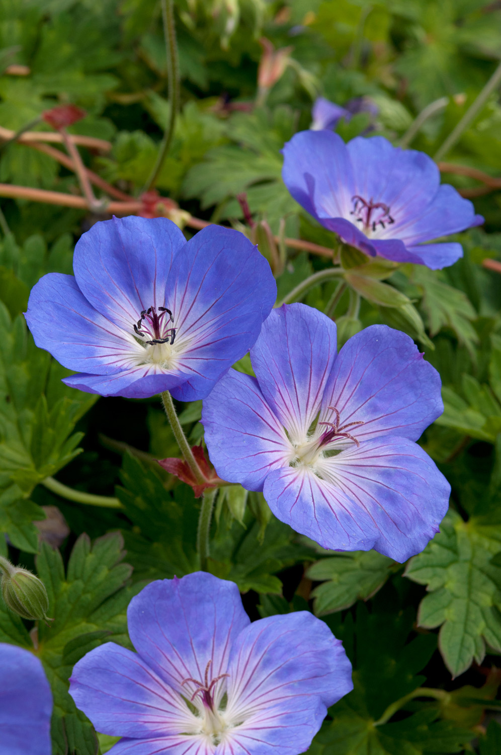 Geranium Rozanne (Cranesbill) 3 Litre Pot - Purple - Pollinator - PRE ORDER MARCH 2026