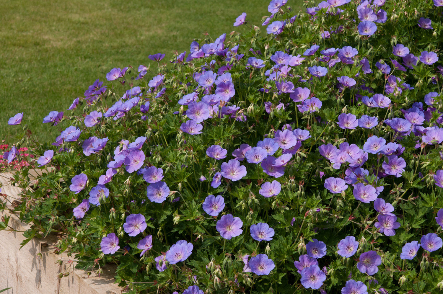 Geranium Rozanne (Cranesbill) 3 Litre Pot - Purple - Pollinator - PRE ORDER MARCH 2026 - Image 2