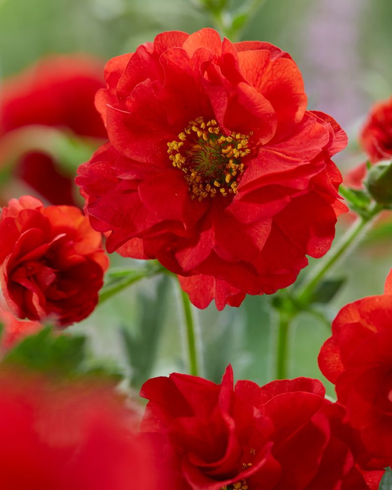Geum 'Fire Starter' - Perennial Plant - 3 Litre Pot - Red - Pollinator - Image 2