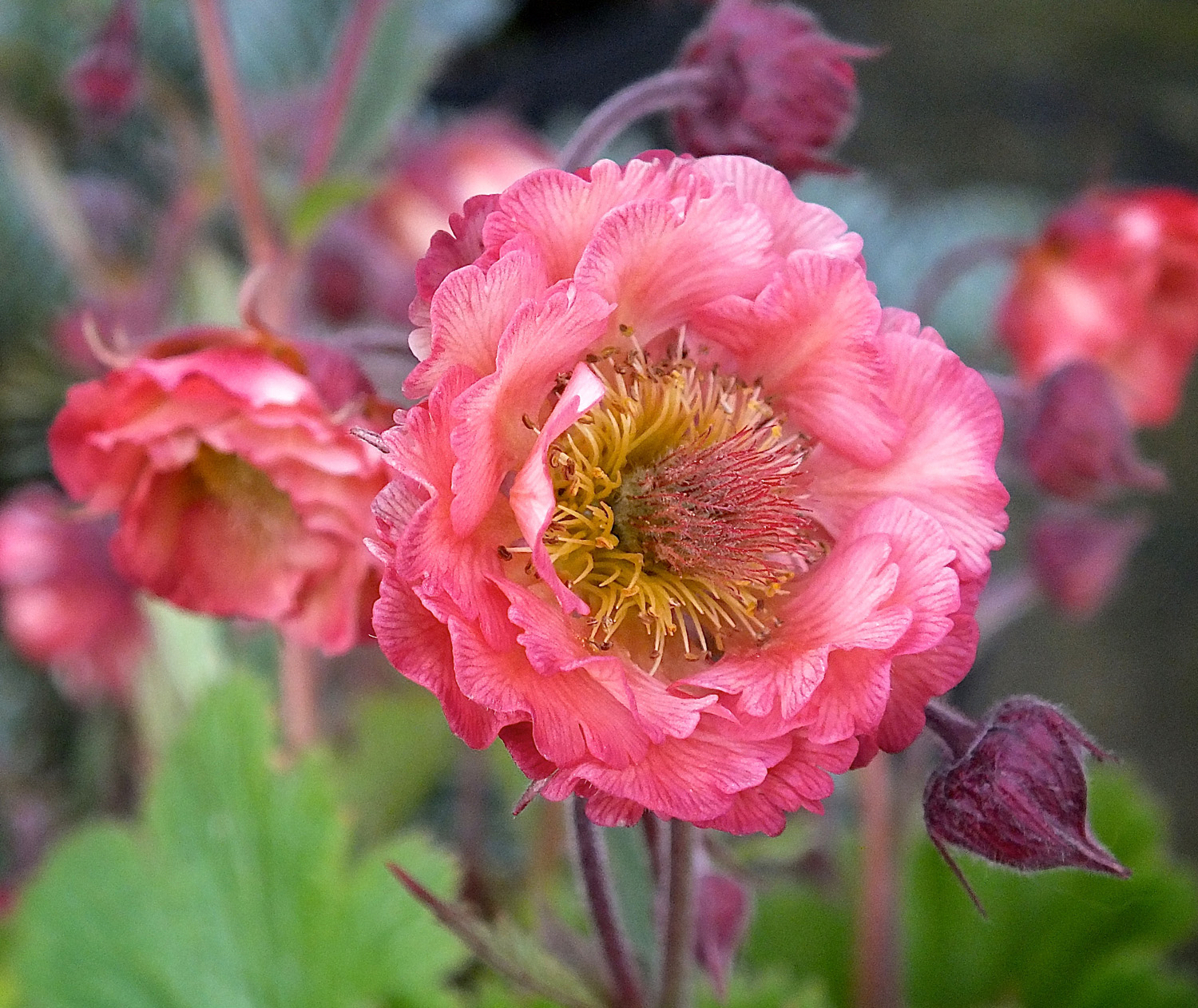 Geum Pink Petticoats Perennial Plant in a 3 Litre Pot - Pink - Pollinators - Image 2