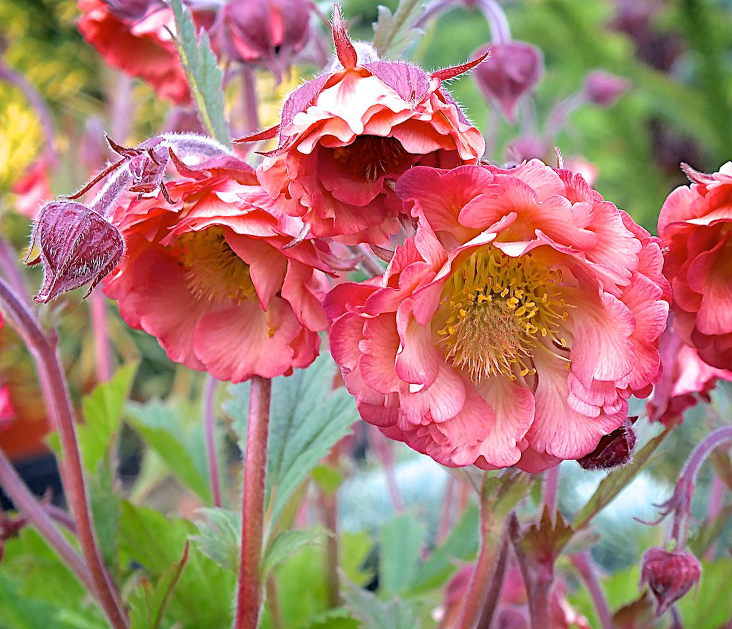 Geum Pink Petticoats Perennial Plant in a 3 Litre Pot - Pink - Pollinators - Image 3