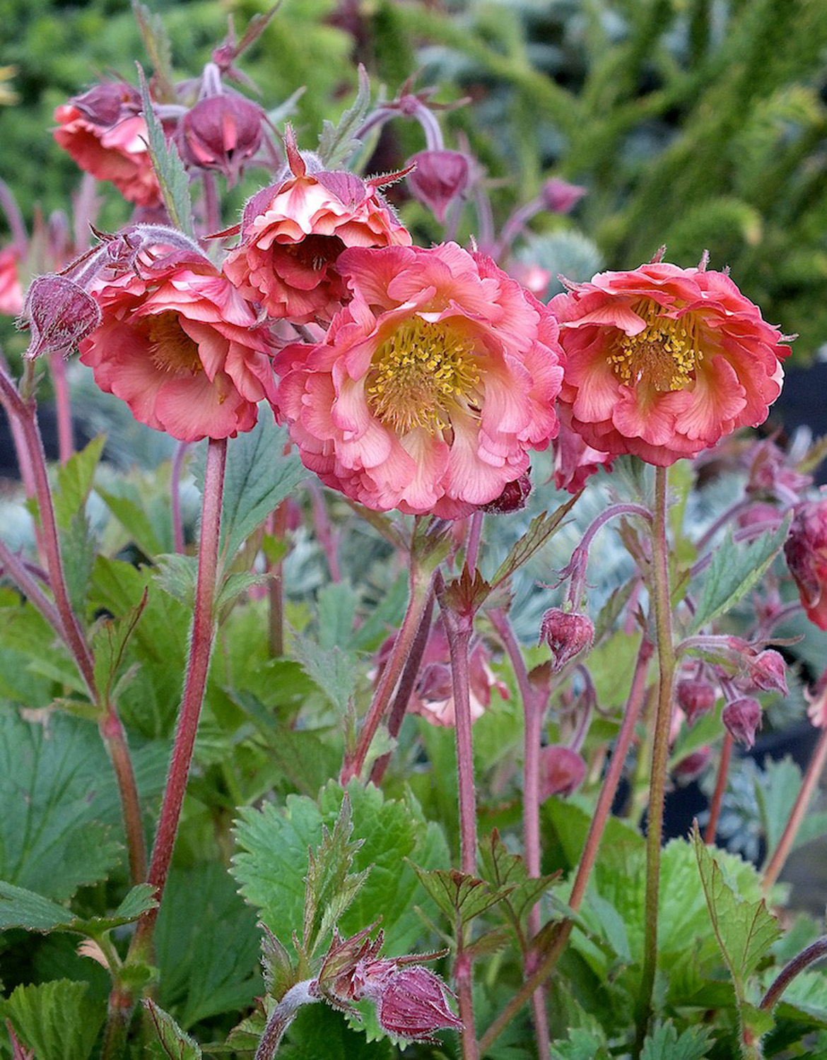 Geum Pink Petticoats Perennial Plant in a 3 Litre Pot - Pink - Pollinators - Image 4