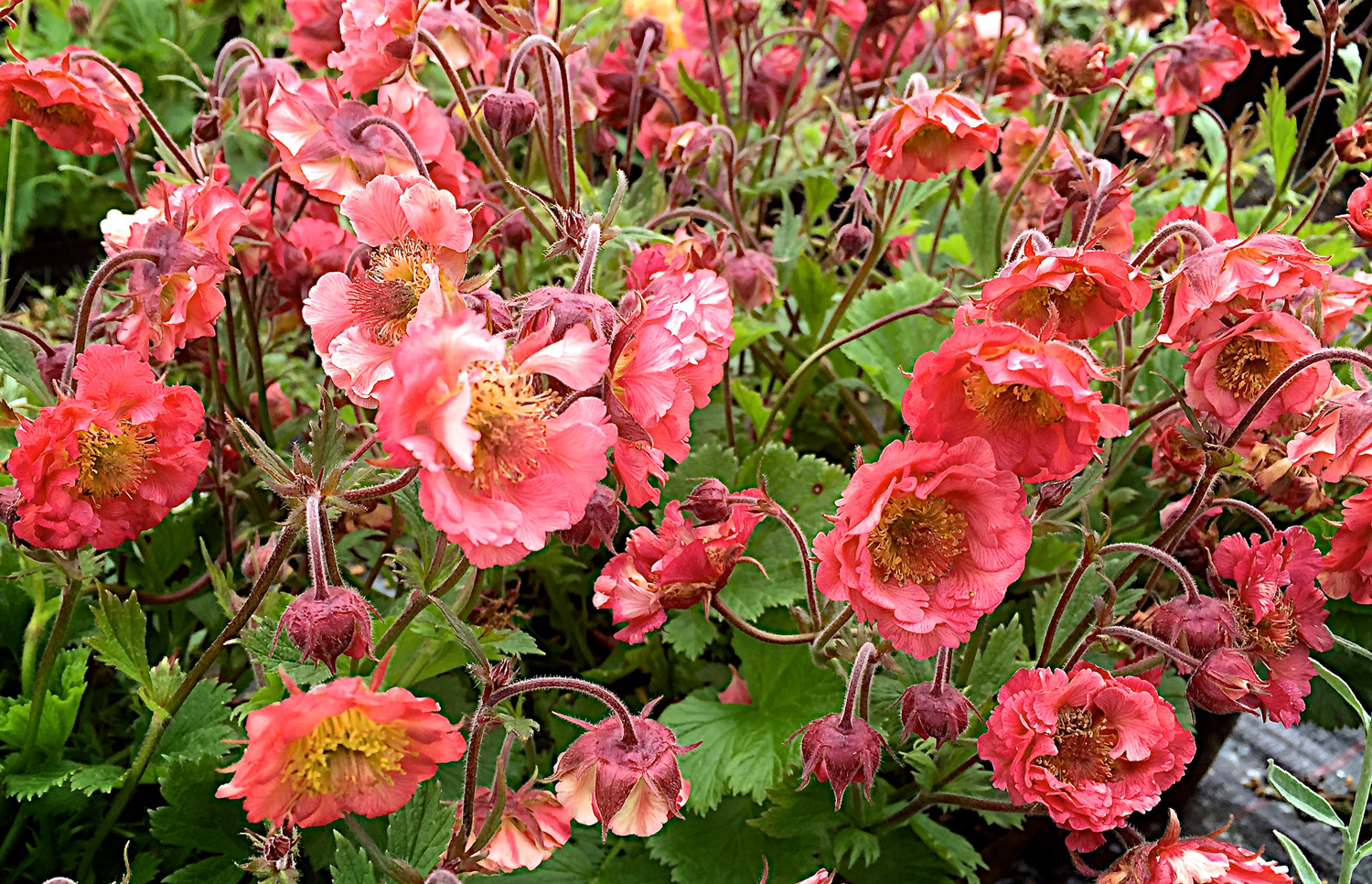 Geum Pink Petticoats Perennial Plant in a 3 Litre Pot - Pink - Pollinators - Image 5