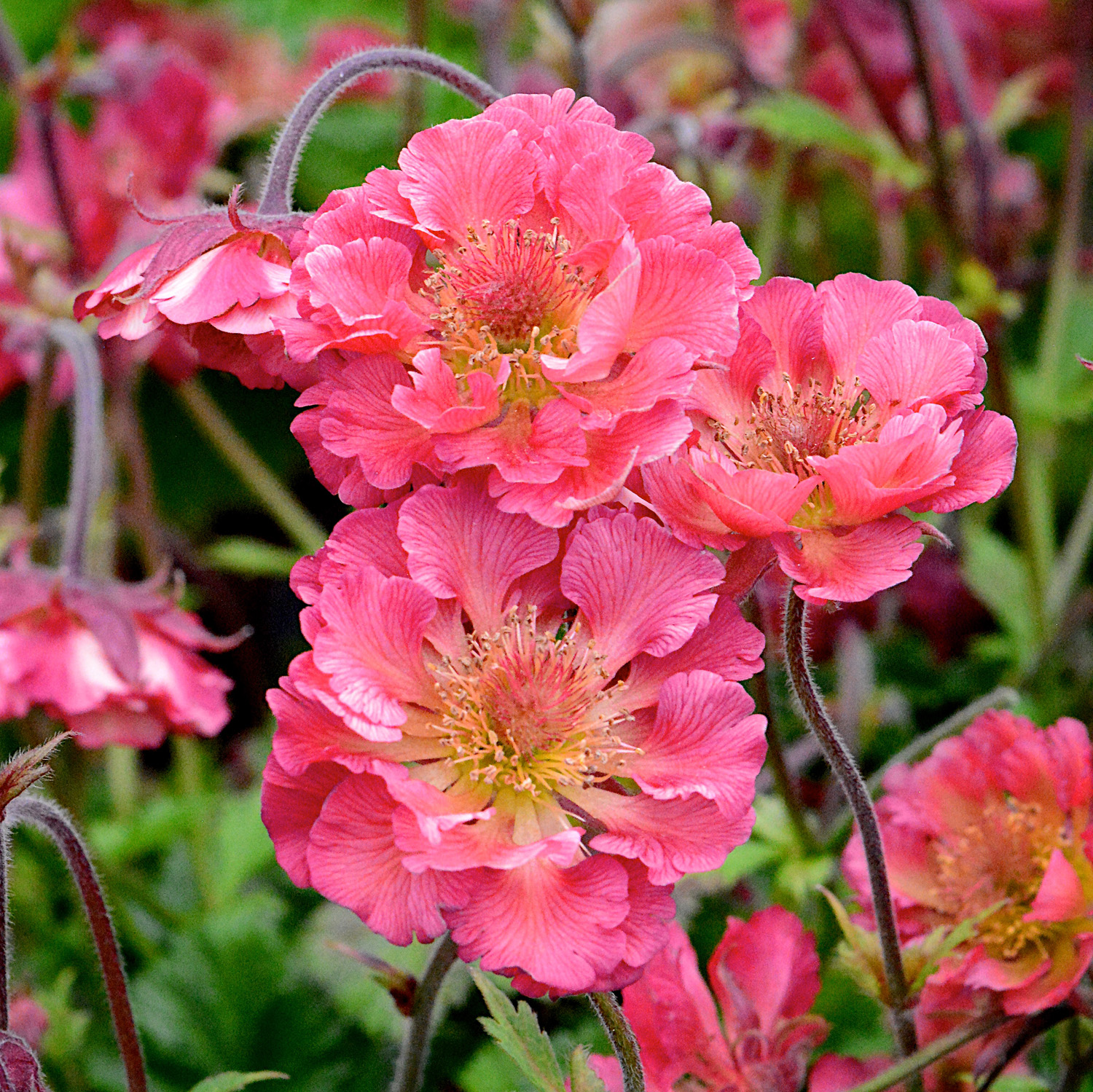 Geum Pink Petticoats Perennial Plant in a 3 Litre Pot - Pink - Pollinators
