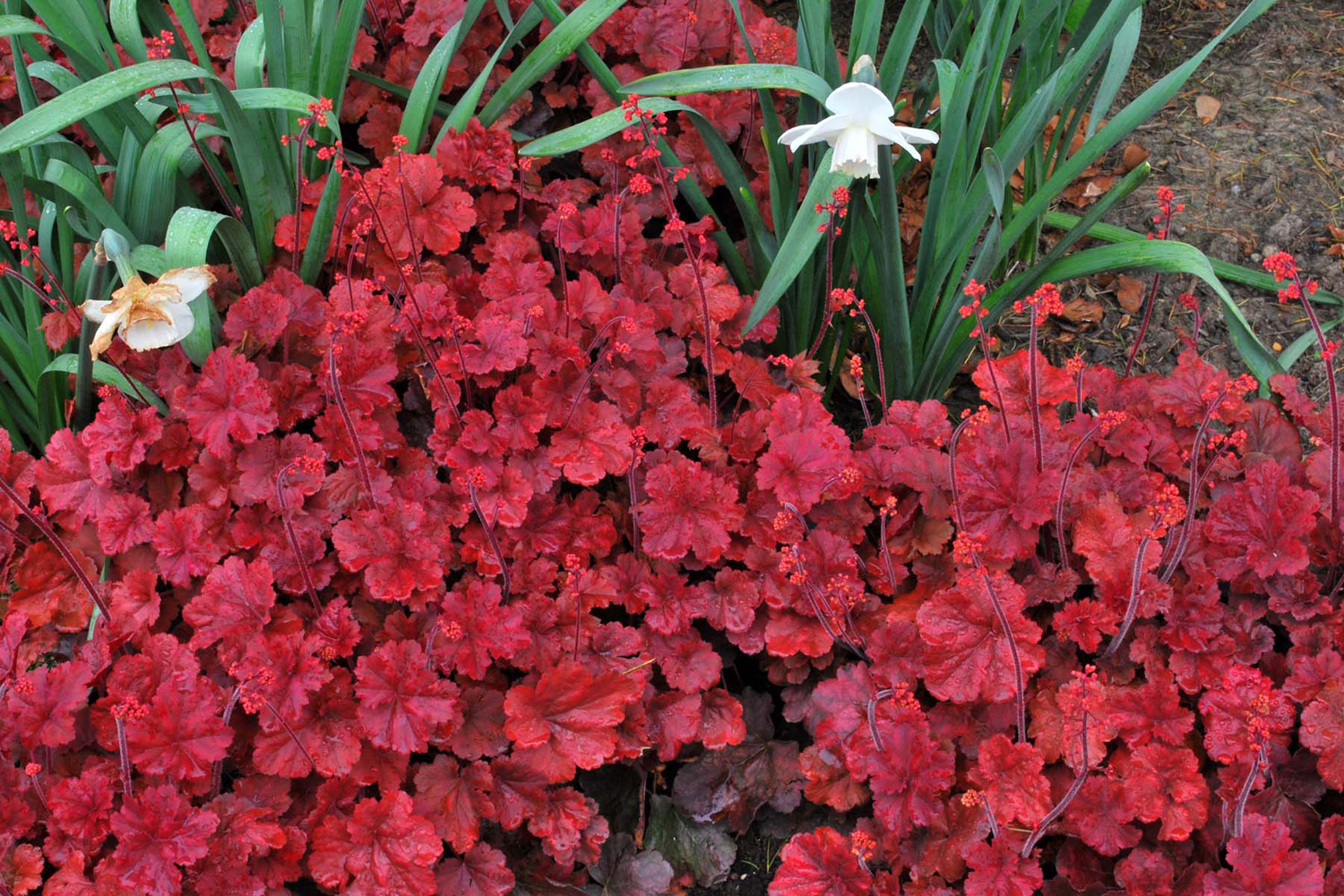 Heuchera (Coral Bells) 'Cherry Cola' - 3 Litre Pot - Colourful Foliage - Image 4