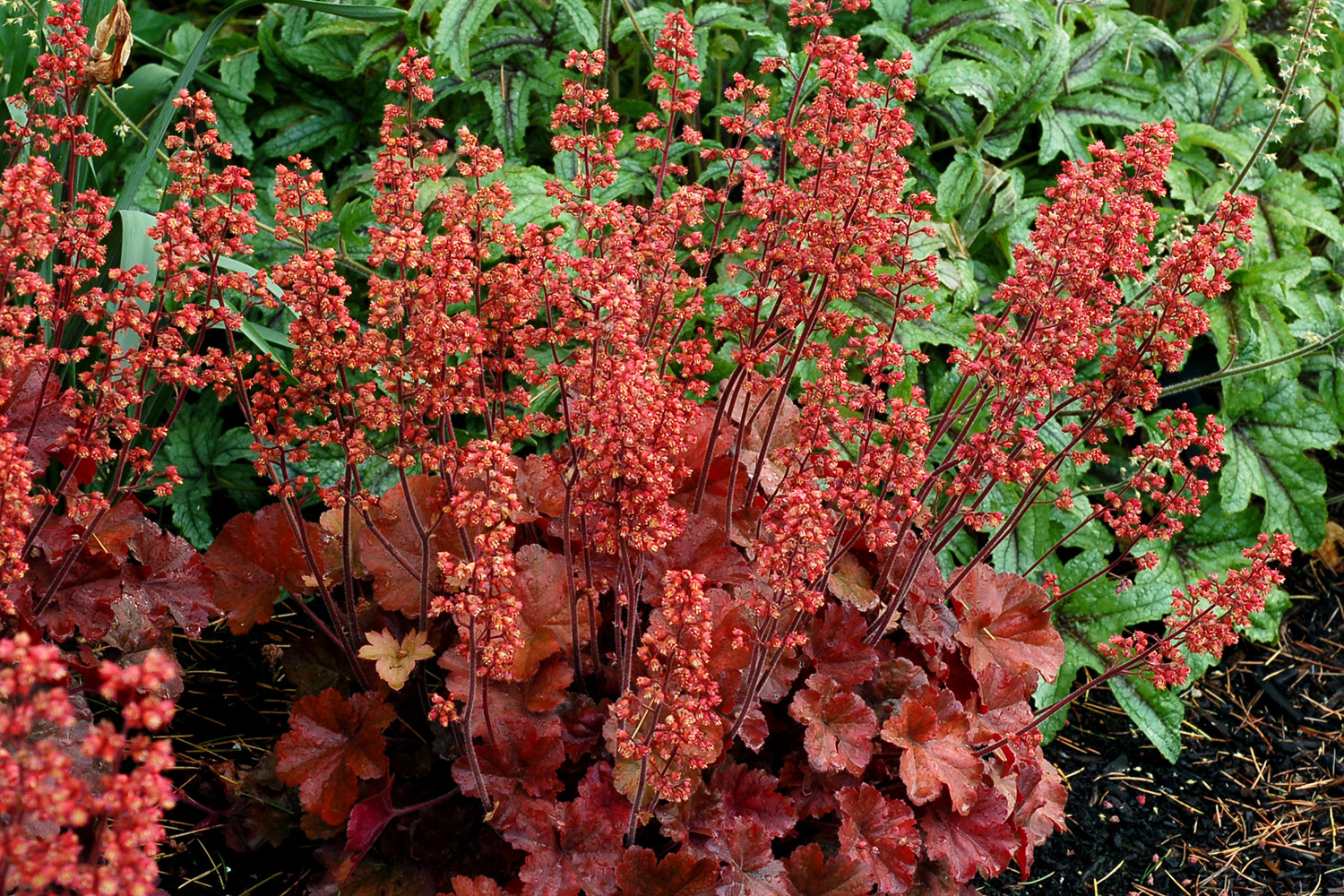 Heuchera (Coral Bells) 'Cherry Cola' - 3 Litre Pot - Colourful Foliage - Image 3