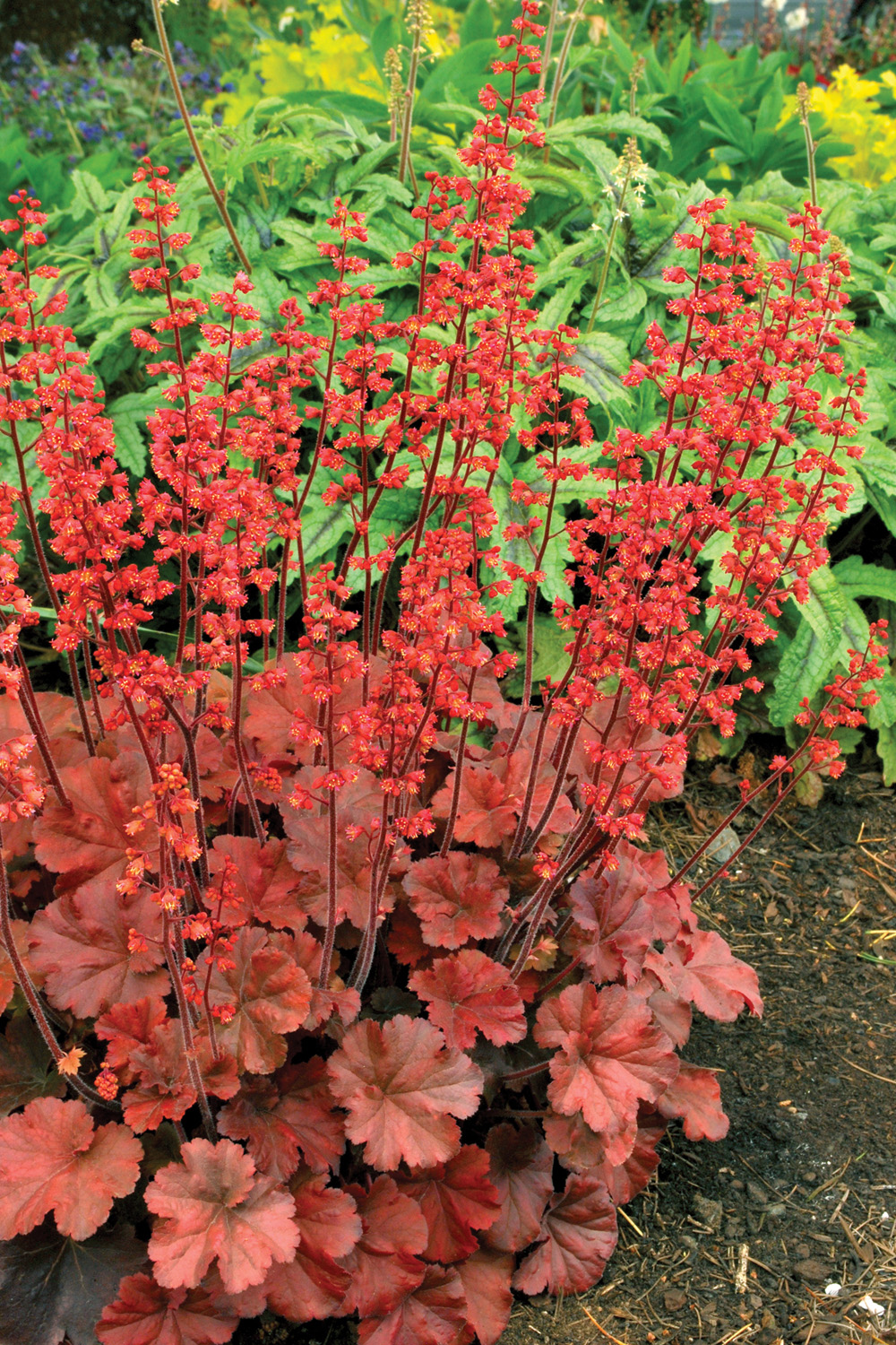 Heuchera (Coral Bells) 'Cherry Cola' - 3 Litre Pot - Colourful Foliage - Image 2