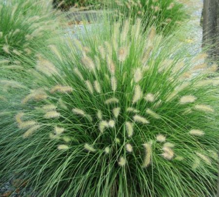 Grass Pennisetum Alopecuroides 'Hameln' 3 Litre Pot - Provides shelter for insects and small mammals