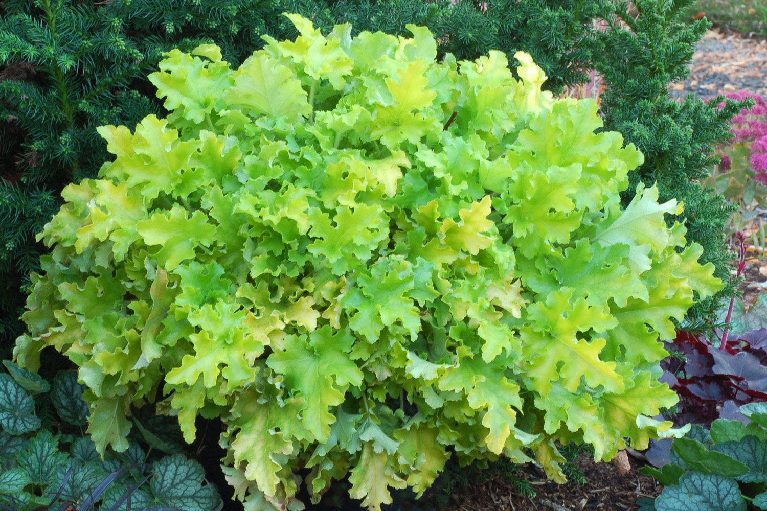 Heuchera (Coral Bells) 'Lime Marmalade' - 3 Litre pot - Colourful Foliage - Image 2