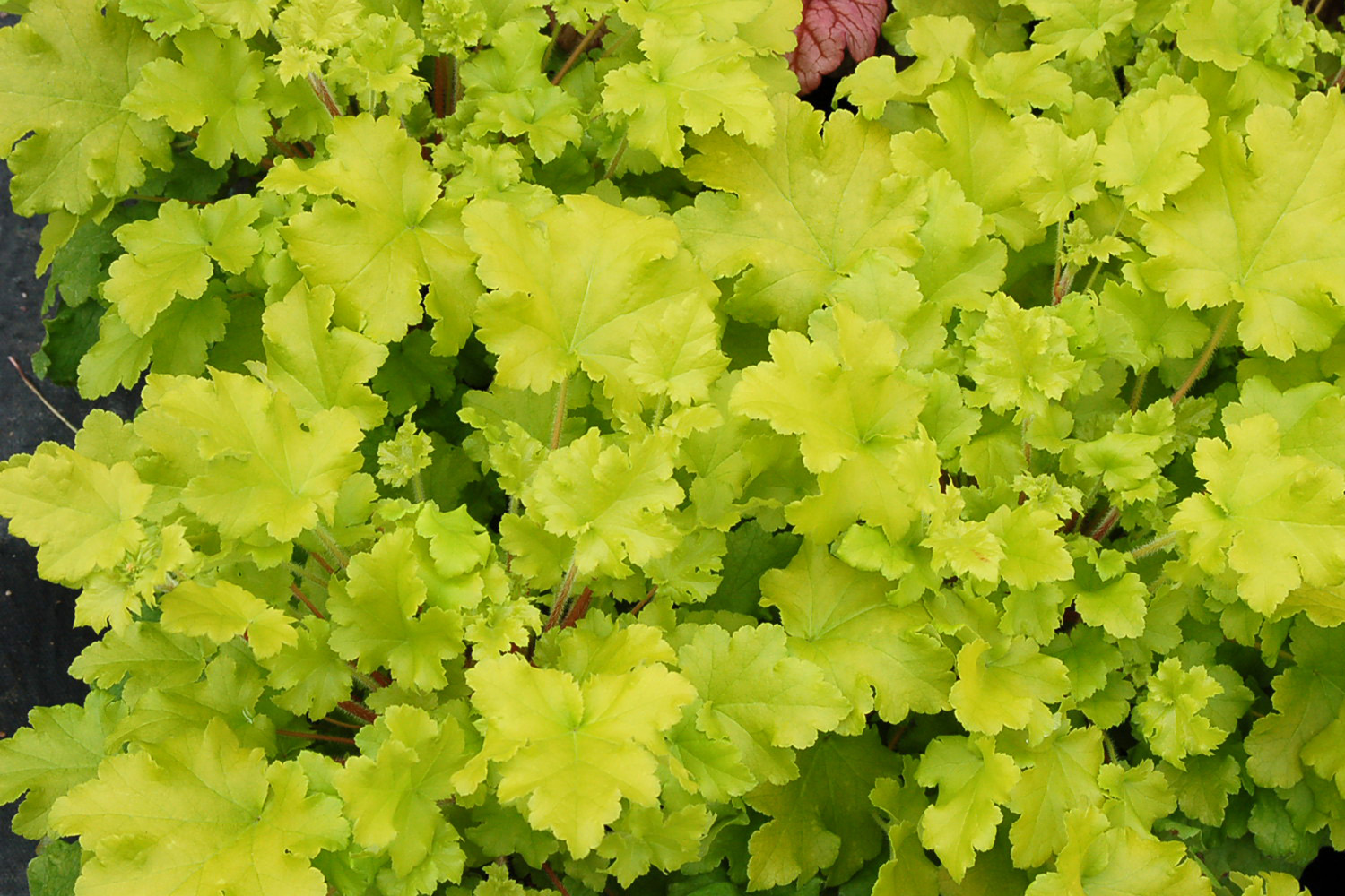 Heuchera (Coral Bells) 'Lime Marmalade' - 3 Litre pot - Colourful Foliage - Image 3