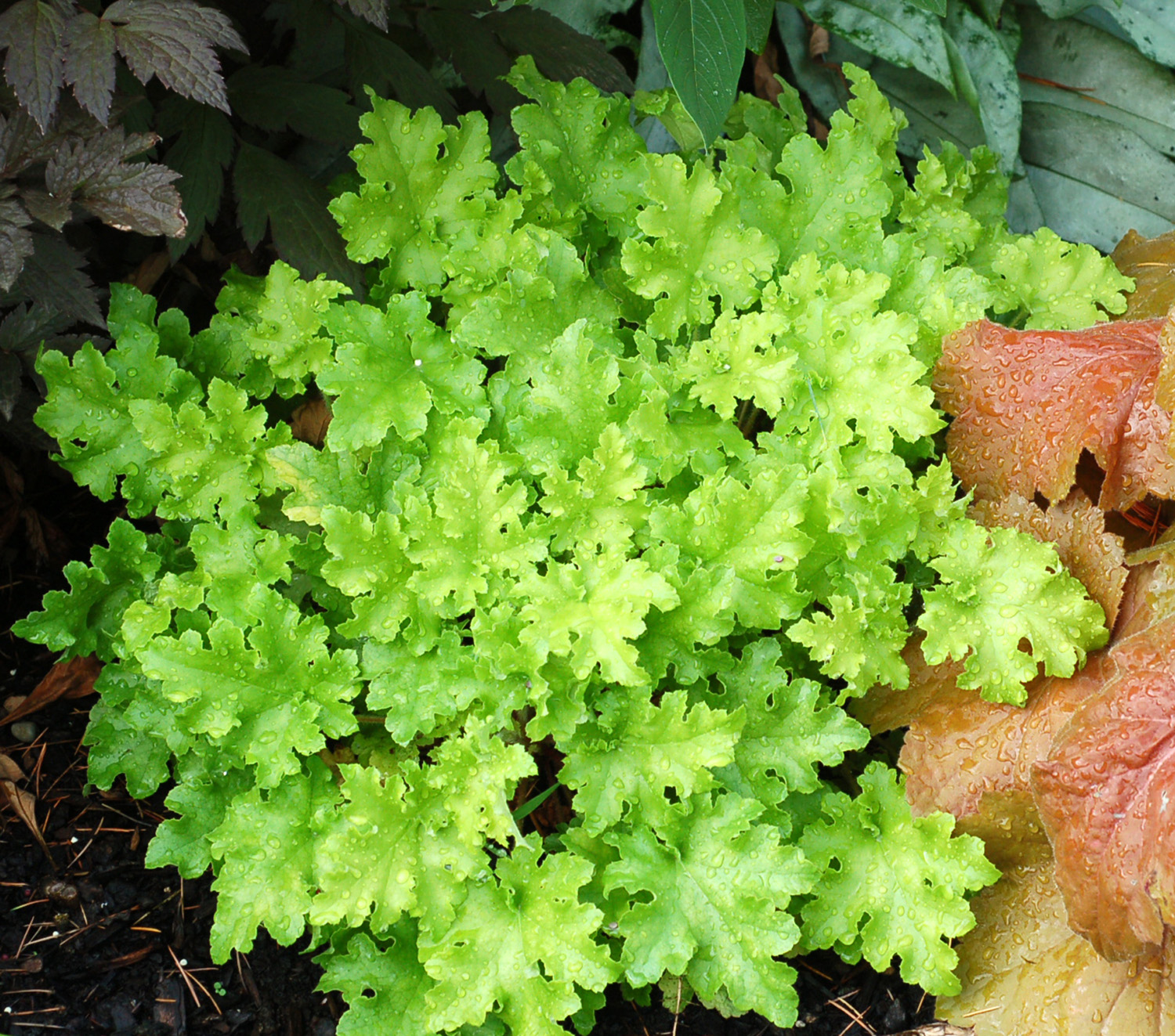 Heuchera (Coral Bells) 'Lime Marmalade' - 3 Litre pot - Colourful Foliage - Image 4