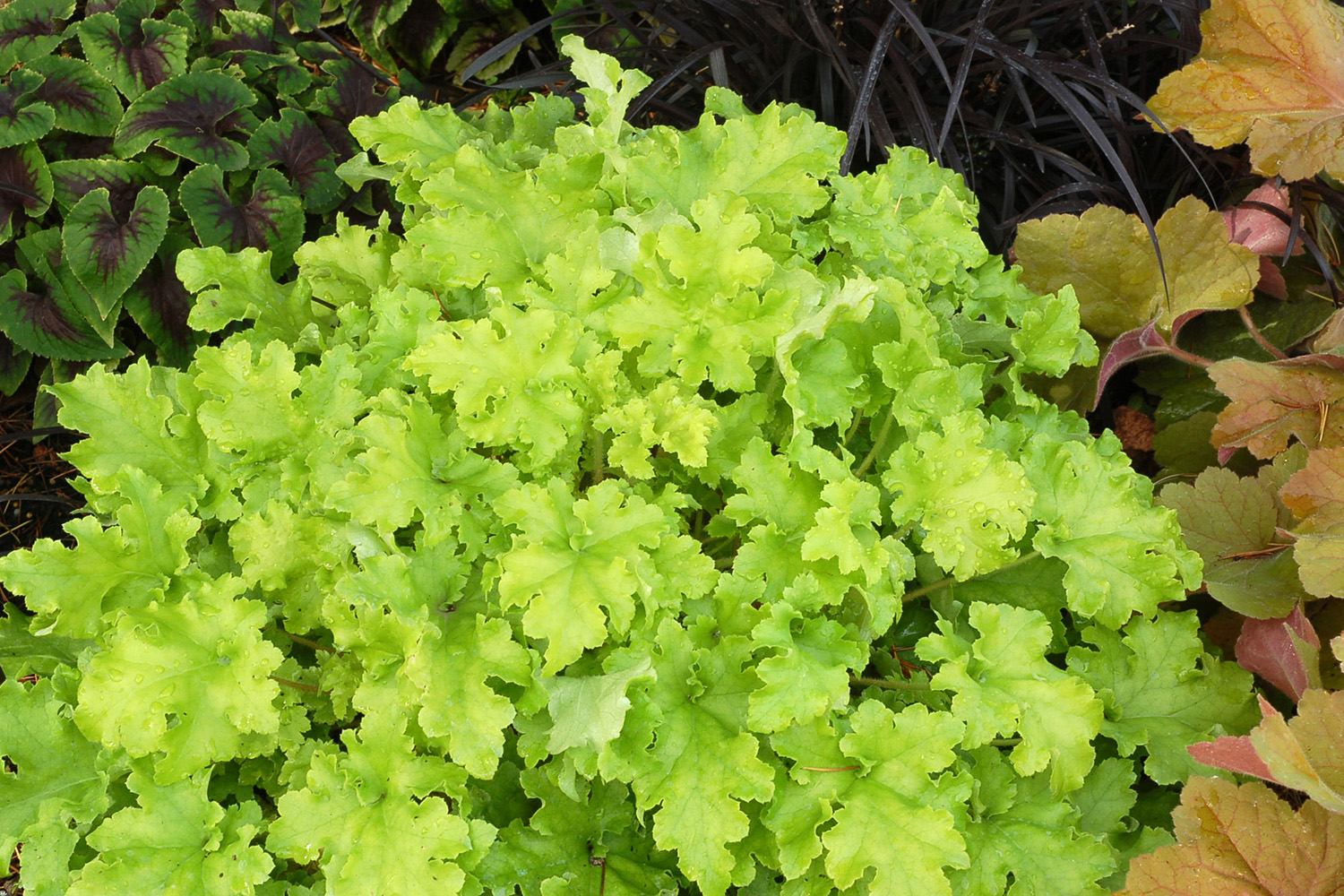 Heuchera (Coral Bells) 'Lime Marmalade' - 3 Litre pot - Colourful Foliage - Image 5