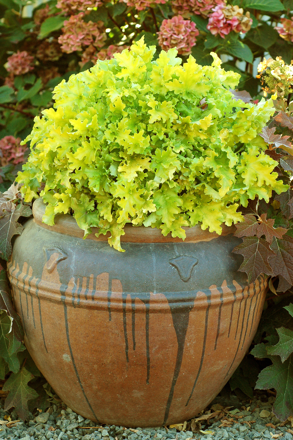 Heuchera (Coral Bells) 'Lime Marmalade' - 3 Litre pot - Colourful Foliage - Image 6