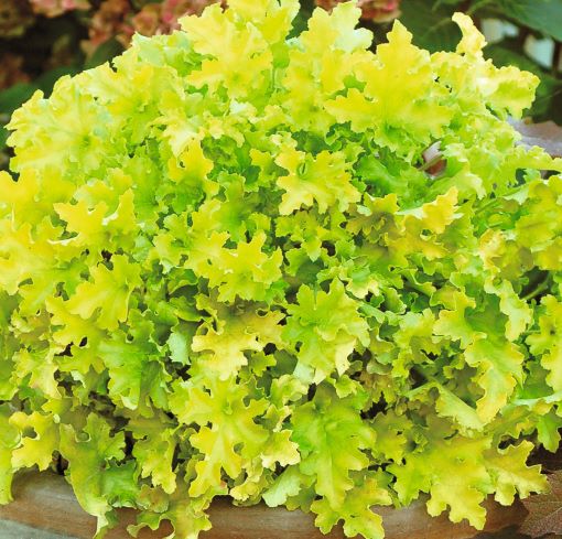 Heuchera (Coral Bells) 'Lime Marmalade' - 3 Litre pot - Colourful Foliage