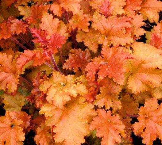 Heuchera (Coral Bells) 'Marmalade'  3 Litre Pot - Colourful Foliage
