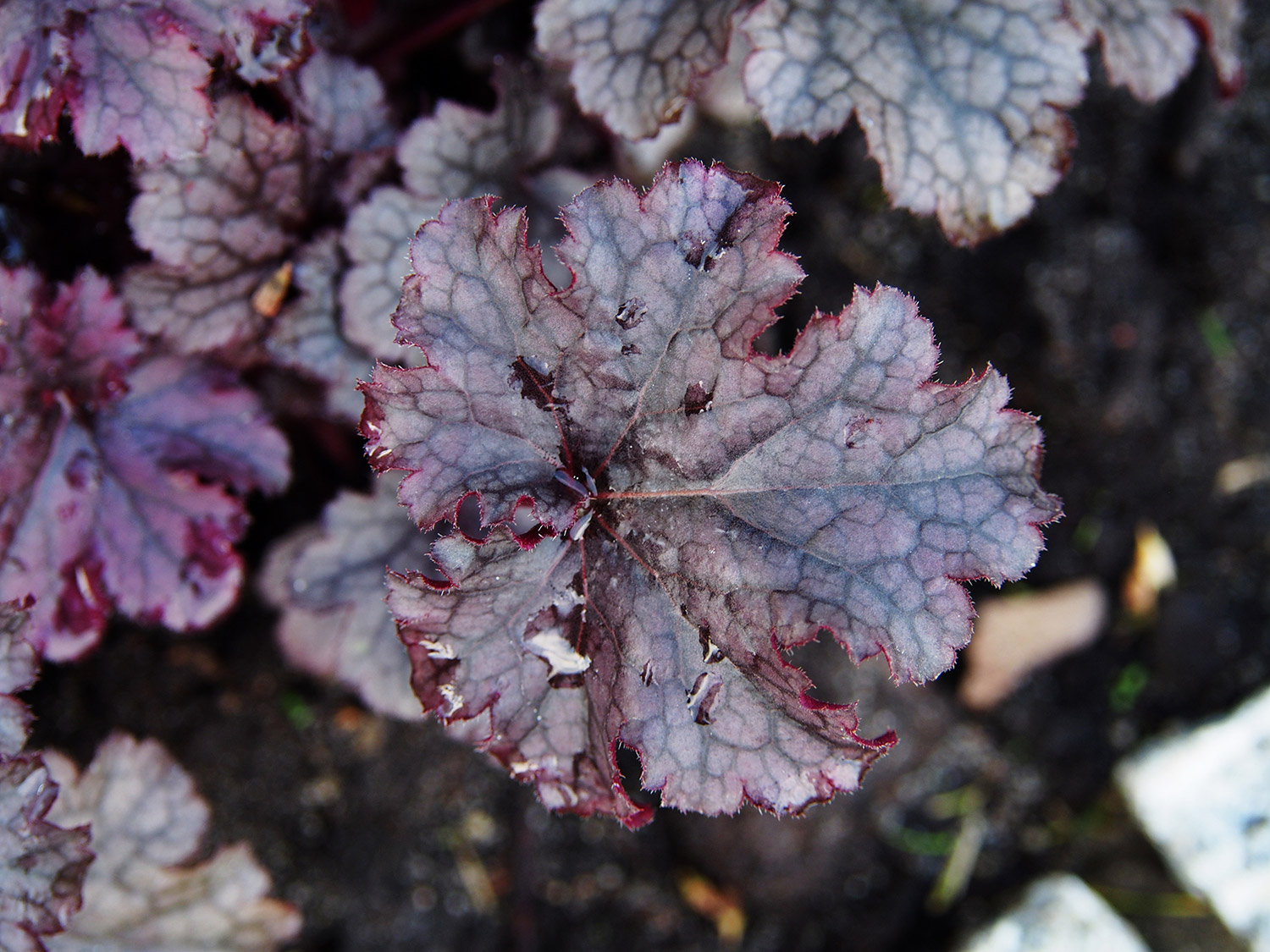 Heuchera (Coral Bells) 'Forever Purple' -3 Litre Pot - Colourful Foliage - Image 2