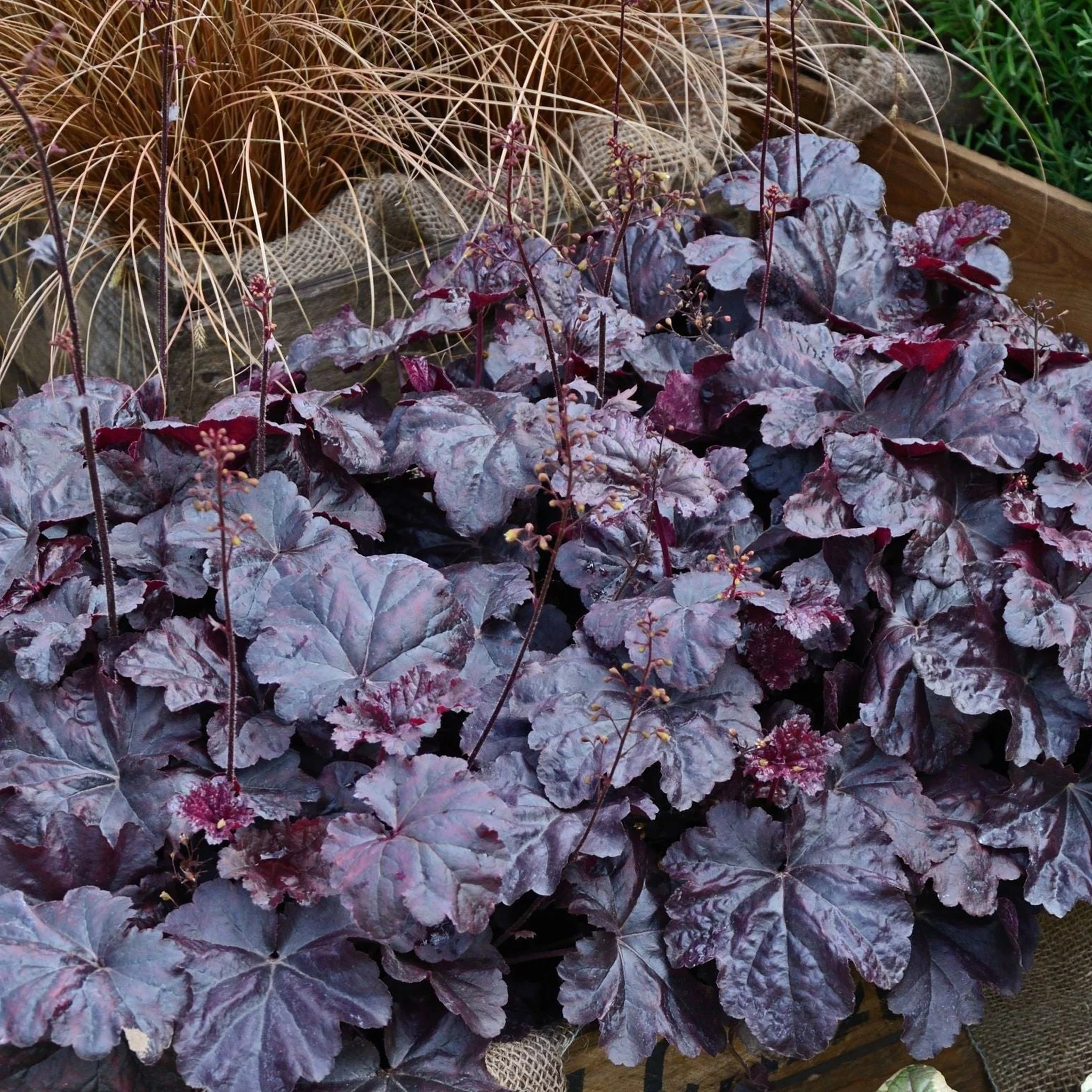 Heuchera (Coral Bells) 'Obsidian'  3 Litre pot - Colourful Foliage