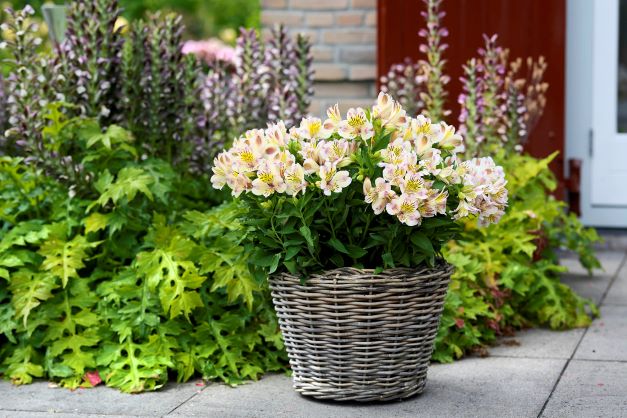 Alstroemeria 'Times Valley' (Compact)  3 Litre/ 19cm diameter pot. - Image 3