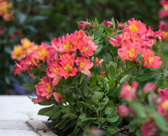 Alstroemeria (Peruvian Lily) 'Summer Paradise Valley Girl' - 3 Litre Pot - Pink - Pollinator - Image 2