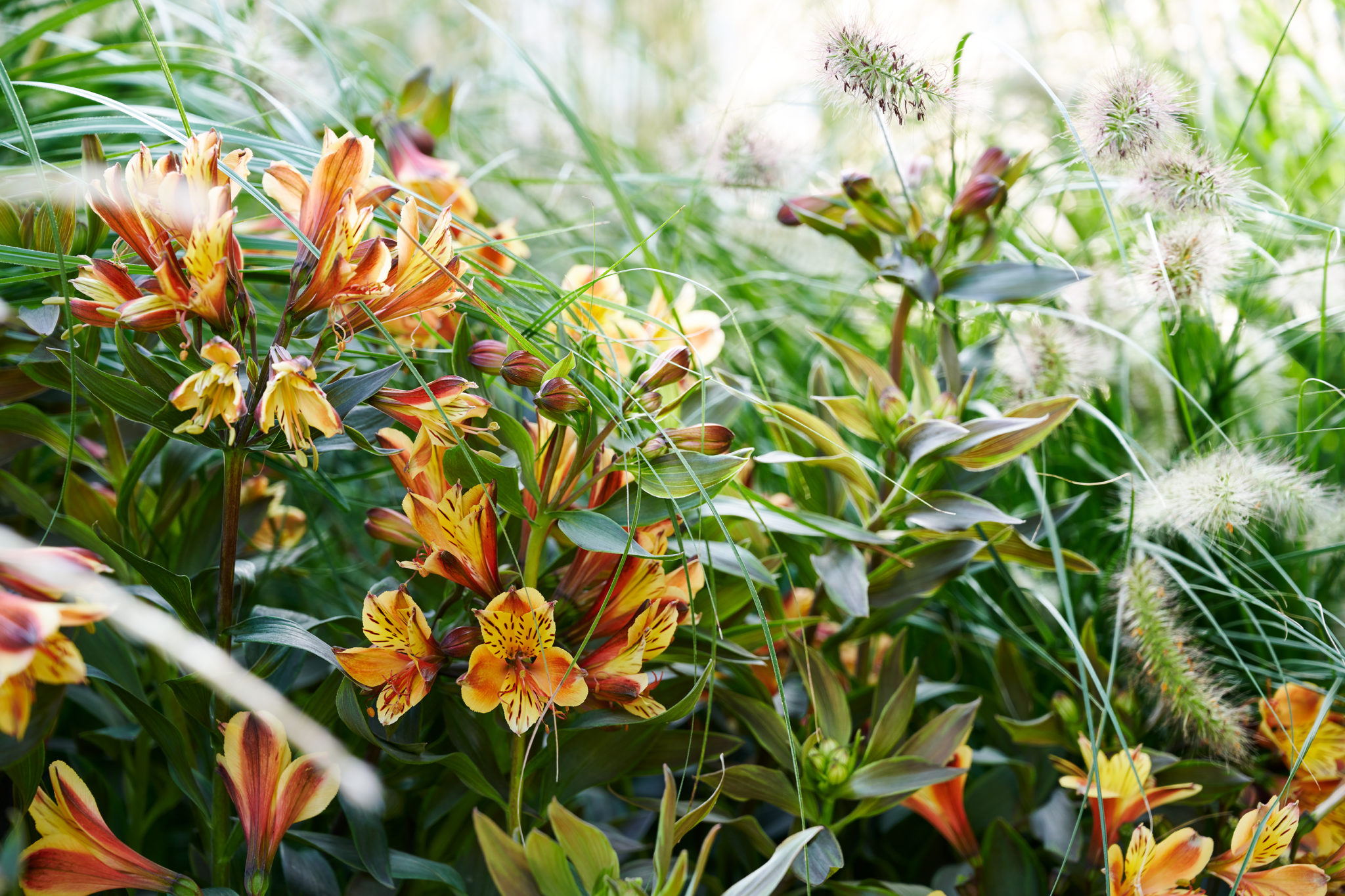Alstroemeria (Peruvian Lily) 'Summer Breeze' - 3 Litre - Yellow - Pollinator