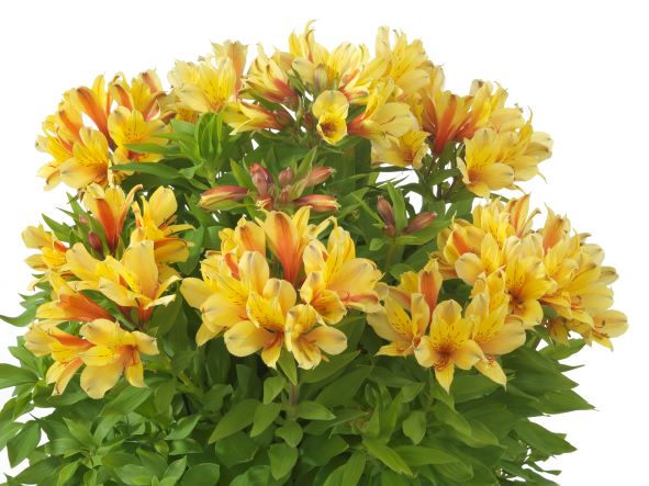 Alstroemeria (Peruvian Lily) 'Spring Valley' Compact plant in a 3 Litre/ 19cm diameter Pot - Yellow - Pollinator - PRE ORDER MARCH 2026