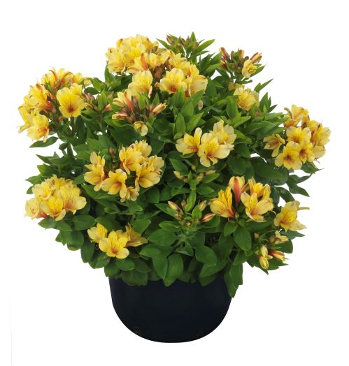 Alstroemeria (Peruvian Lily) 'Spring Valley' Compact plant in a 3 Litre/ 19cm diameter Pot - Yellow - Pollinator - PRE ORDER MARCH 2026 - Image 2