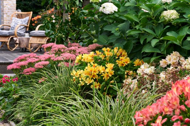 Alstroemeria (Peruvian Lily) 'Summer Paradise Valley Girl' - 3 Litre Pot - Pink - Pollinator - Image 4