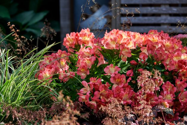 Alstroemeria (Peruvian Lily) 'Summer Paradise Valley Girl' - 3 Litre Pot - Pink - Pollinator