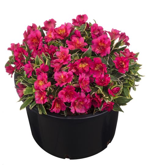 Alstroemeria (Peruvian Lily) 'Garden Summer Chic' 3 Litre/ 19cm diameter Pot - Pink - Pollinator - PRE ORDER MARCH 2026 - Image 3