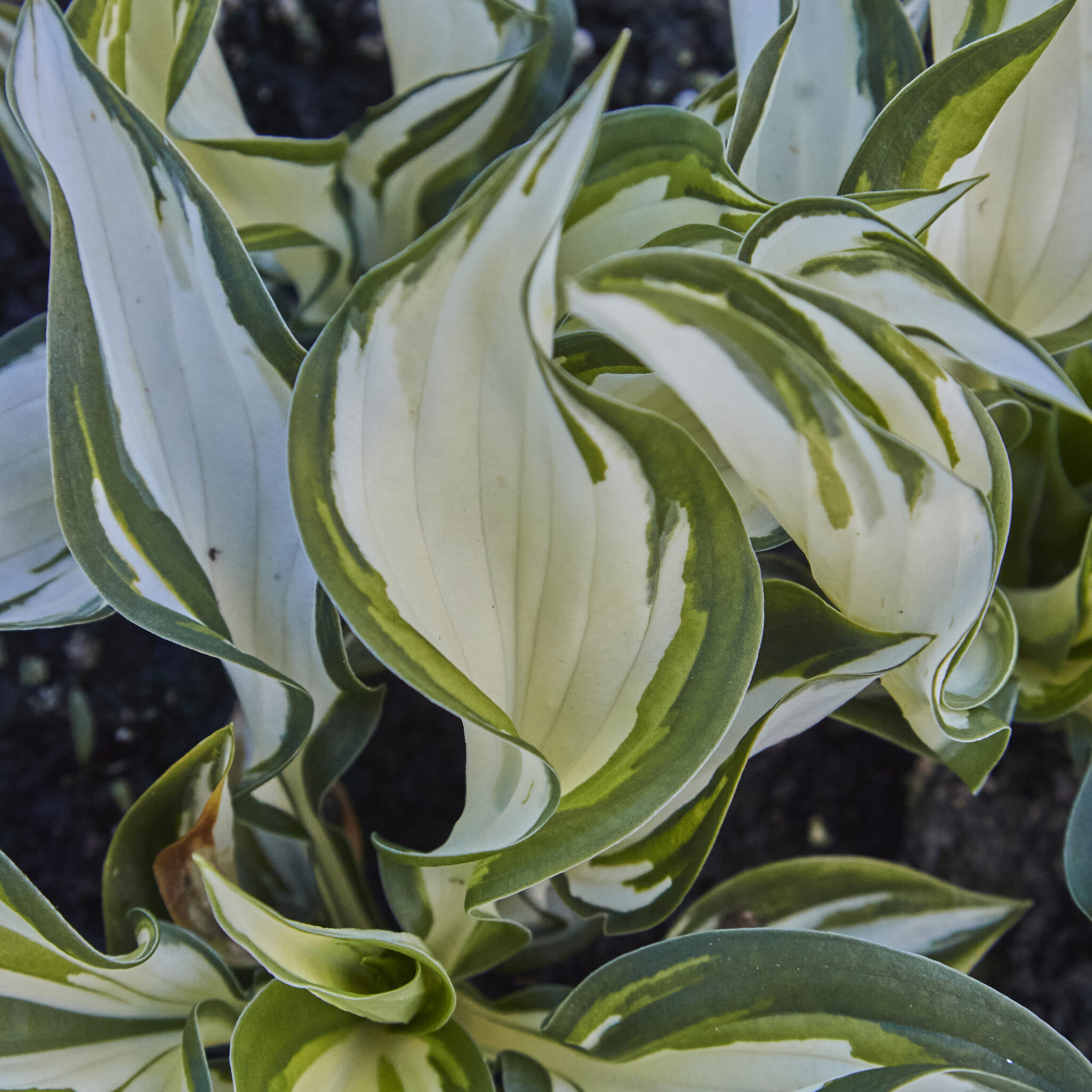 Hosta (Funkia) -'Fire and Ice' - 3 Litre Pot - Colourful Foliage - Cade ...
