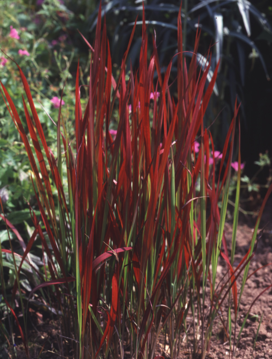 Grass Imperata 'Cylindrica Red Baron' 3 Litre Pot - Provides shelter for insects and small mammals - Image 2