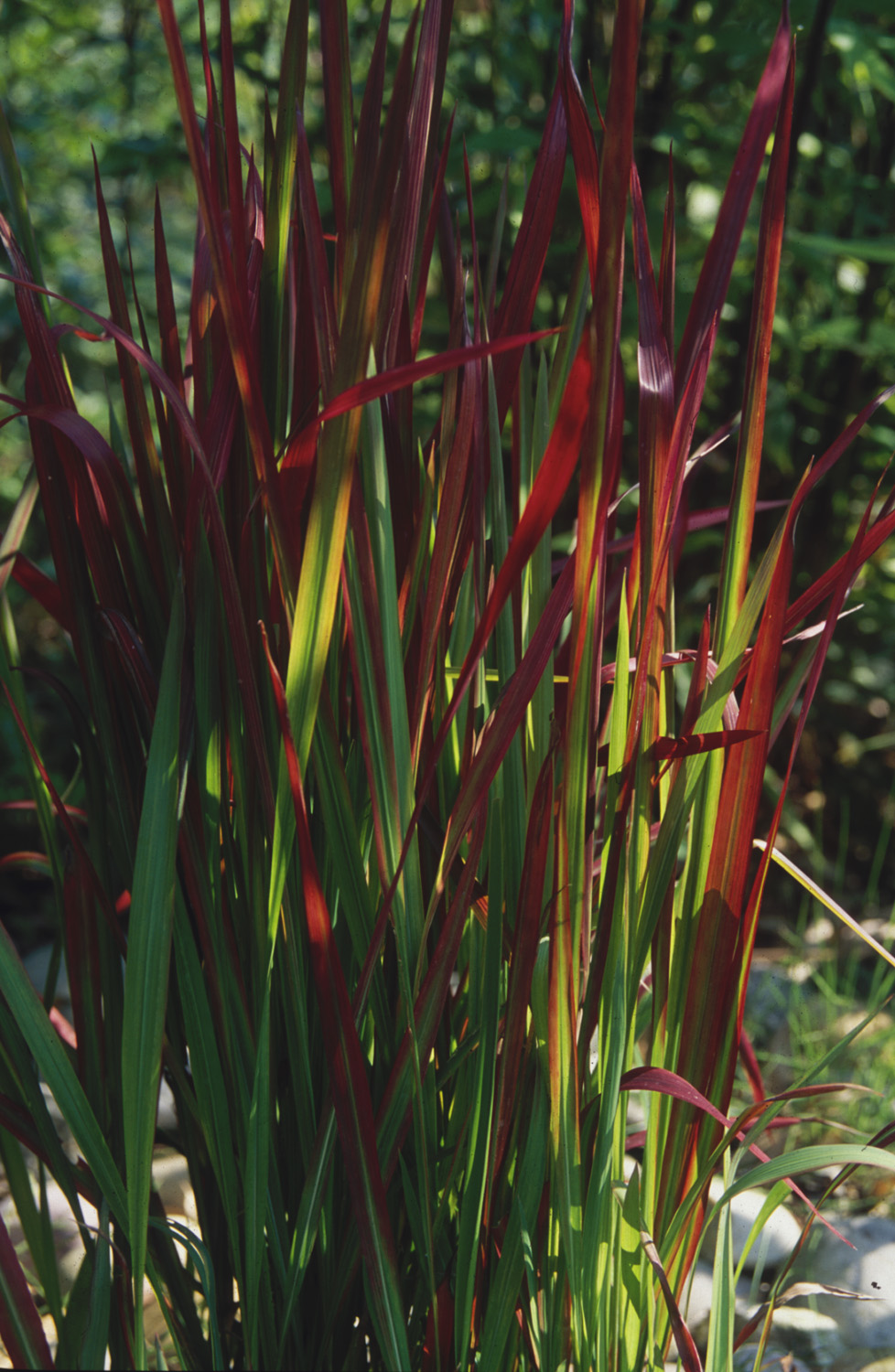 Grass Imperata 'Cylindrica Red Baron' 3 Litre Pot - Provides shelter for insects and small mammals - Image 3