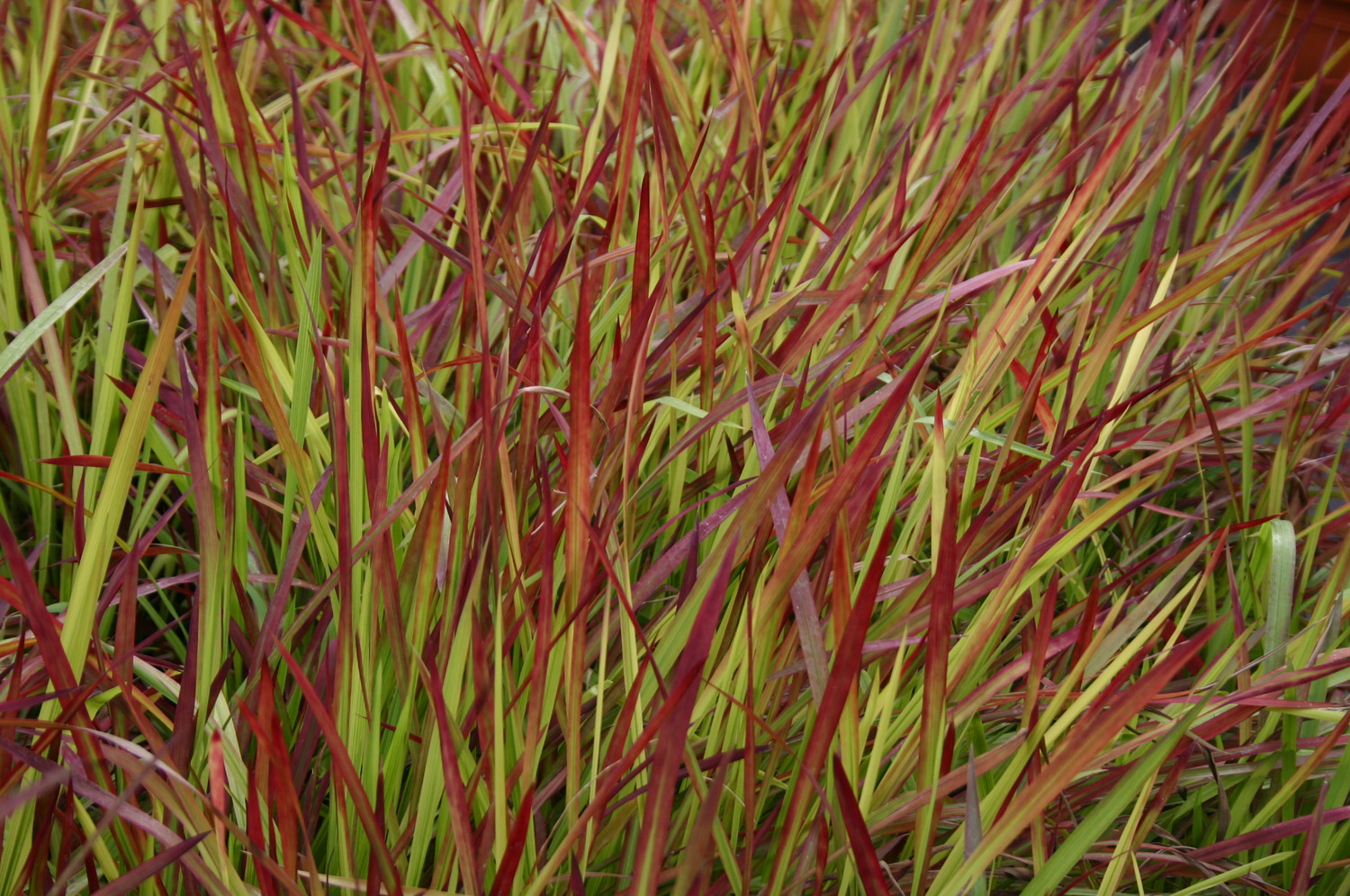 Grass Imperata 'Cylindrica Red Baron' 3 Litre Pot - Provides shelter for insects and small mammals - Image 4
